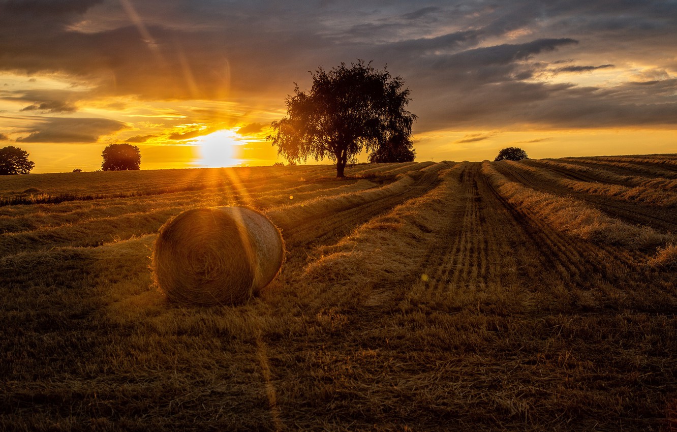 Field Summer Sunset Wallpapers