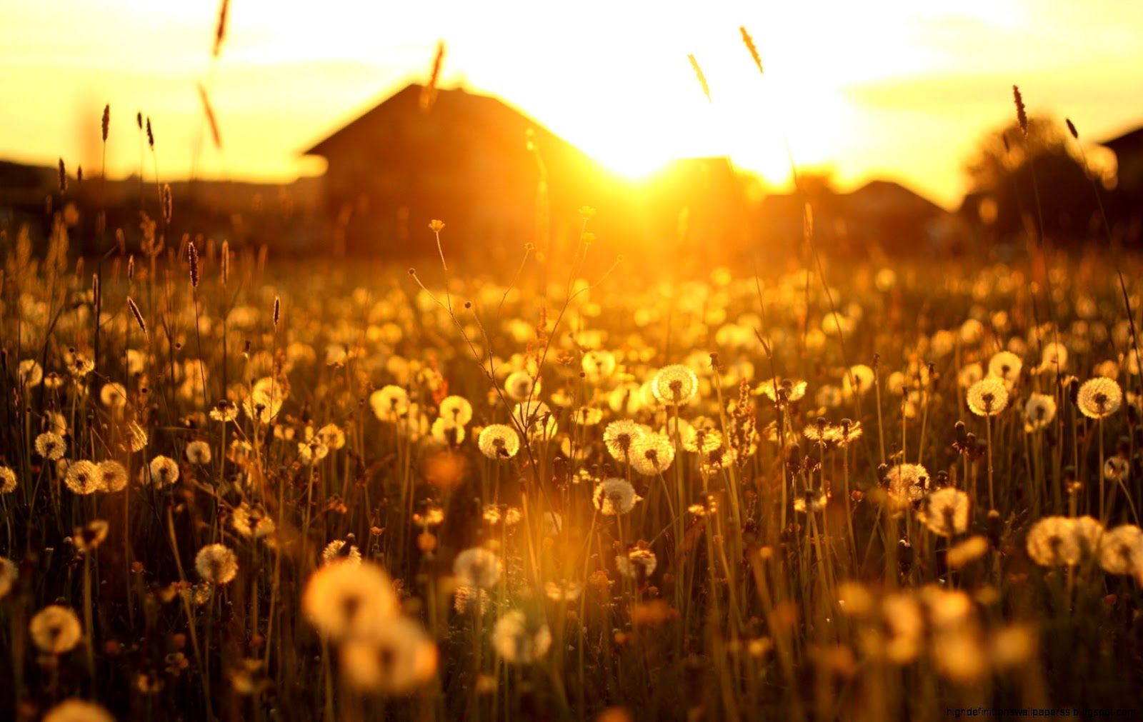 Field Summer Sunset Wallpapers