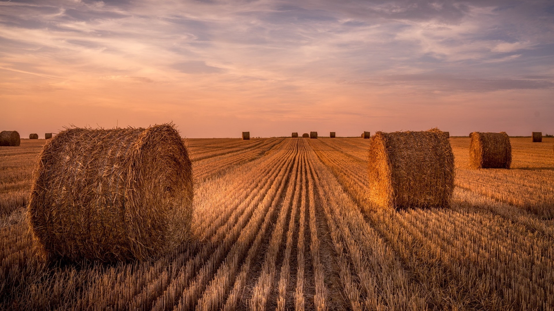 Field Summer Sunset Wallpapers