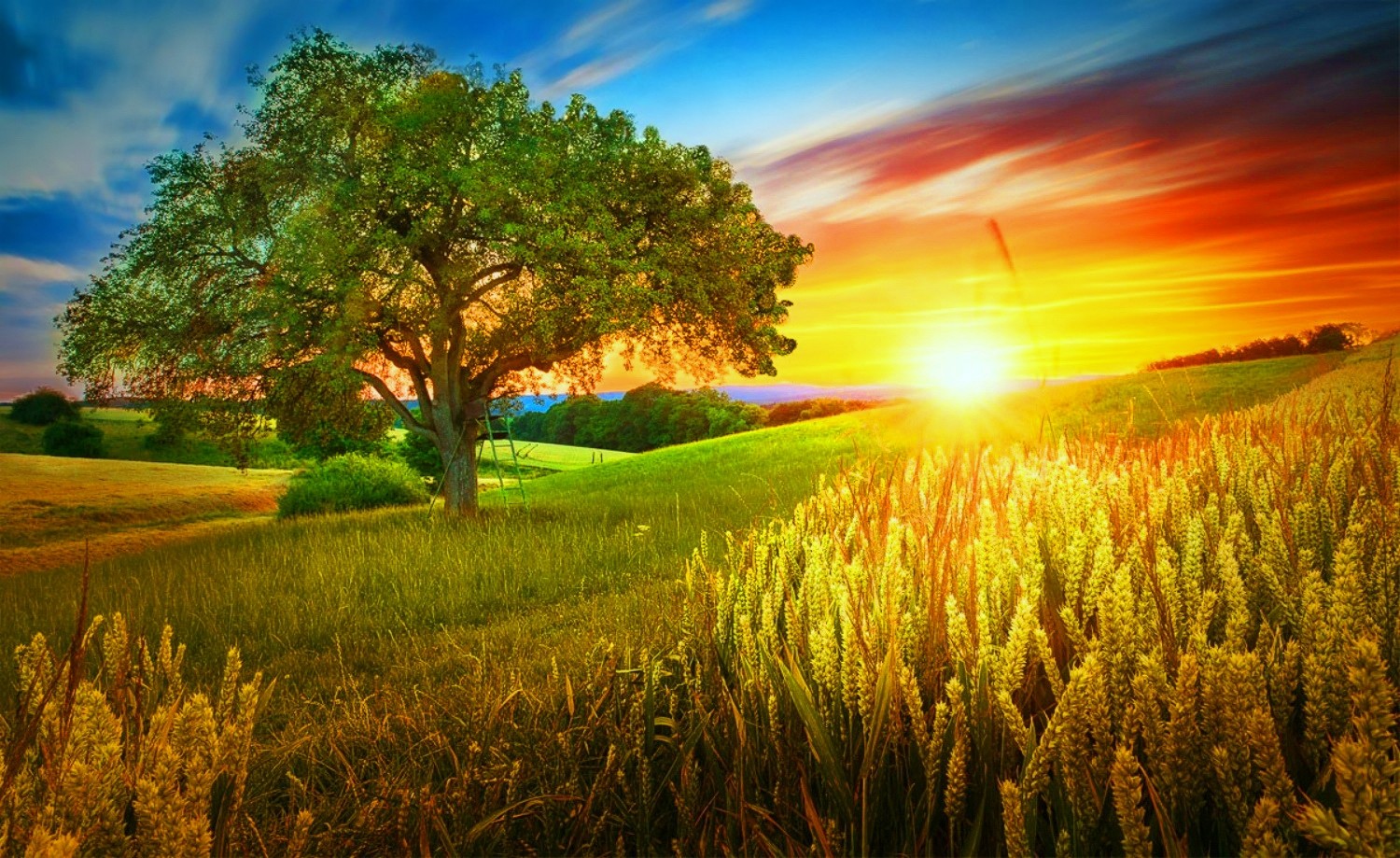 Field Summer Sunset Wallpapers