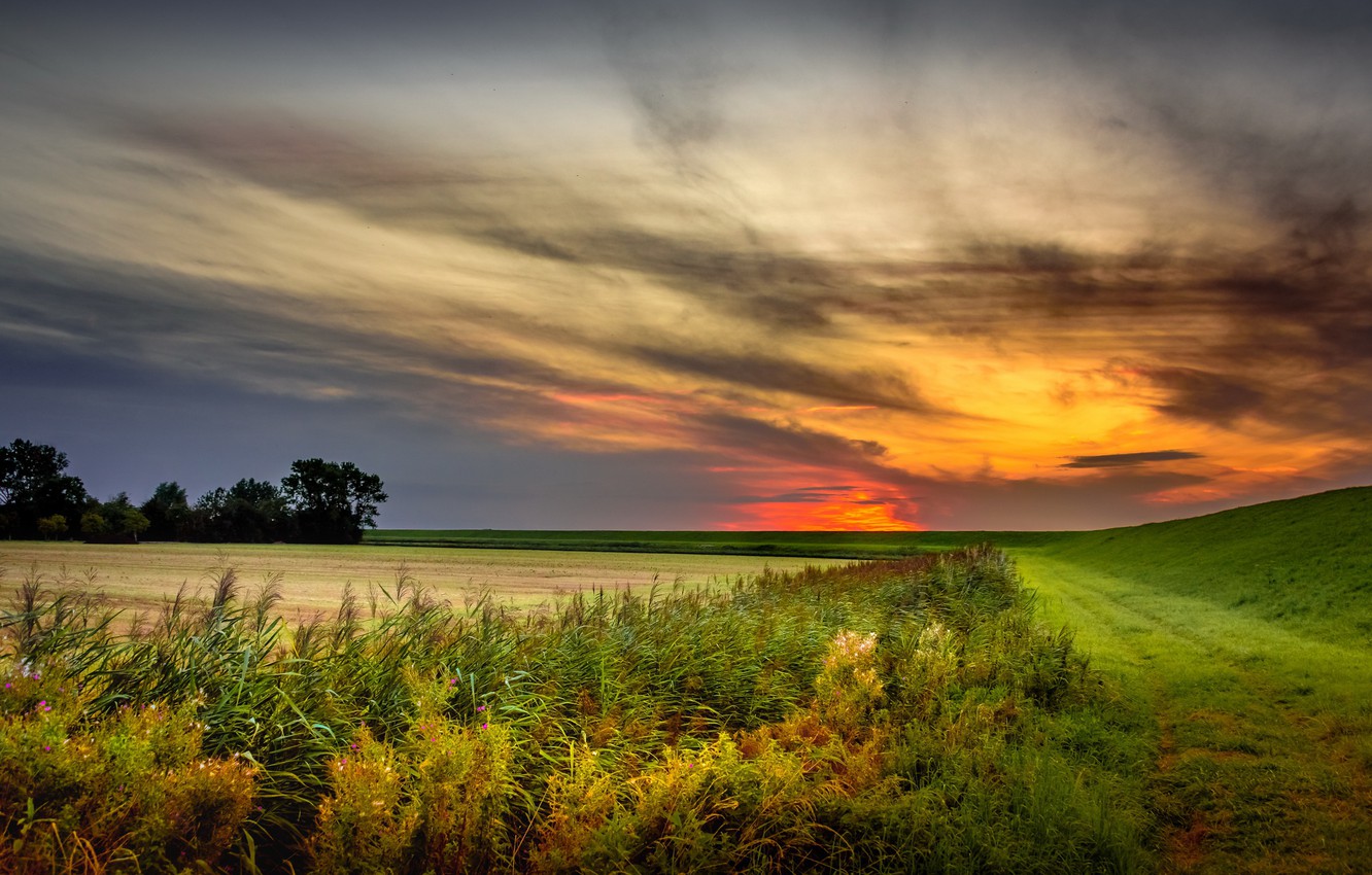 Field Summer Sunset Wallpapers