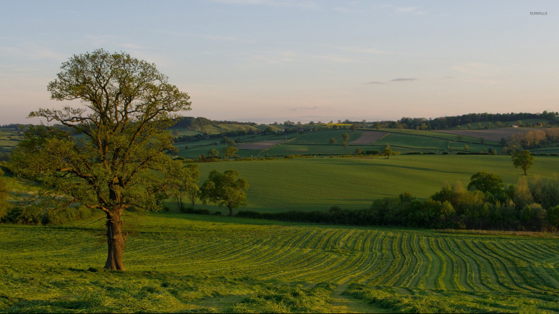 Field Summer Sunset Wallpapers