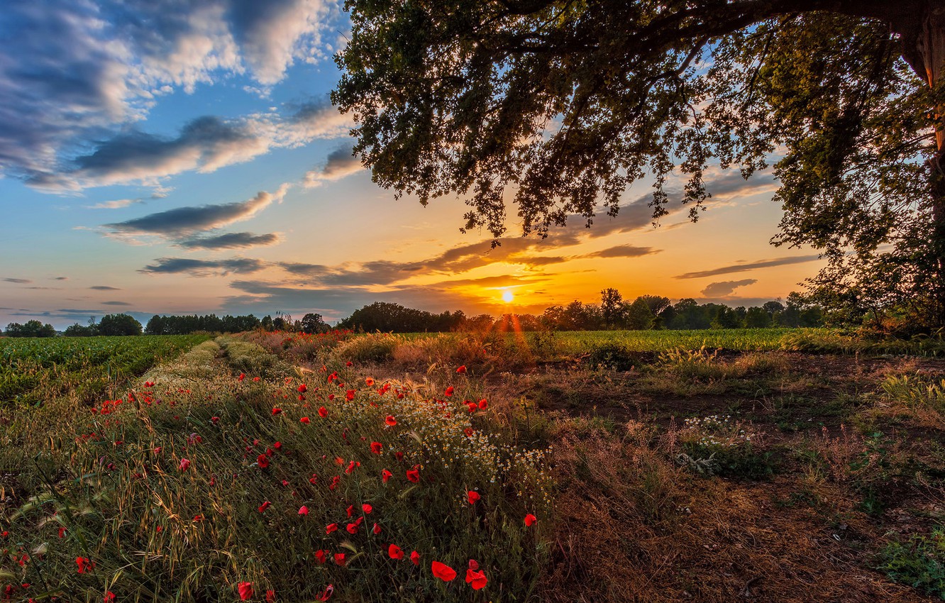 Field Summer Sunset Wallpapers