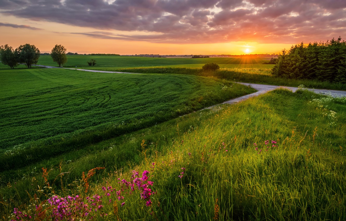 Field Summer Sunset Wallpapers