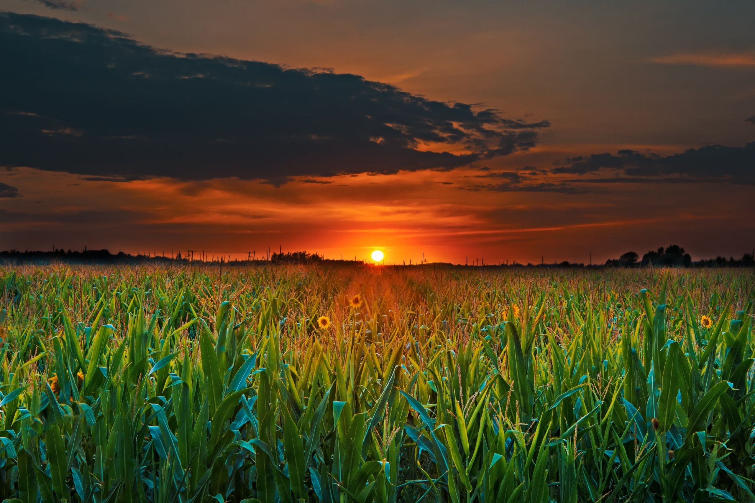 Field Summer Sunset Wallpapers