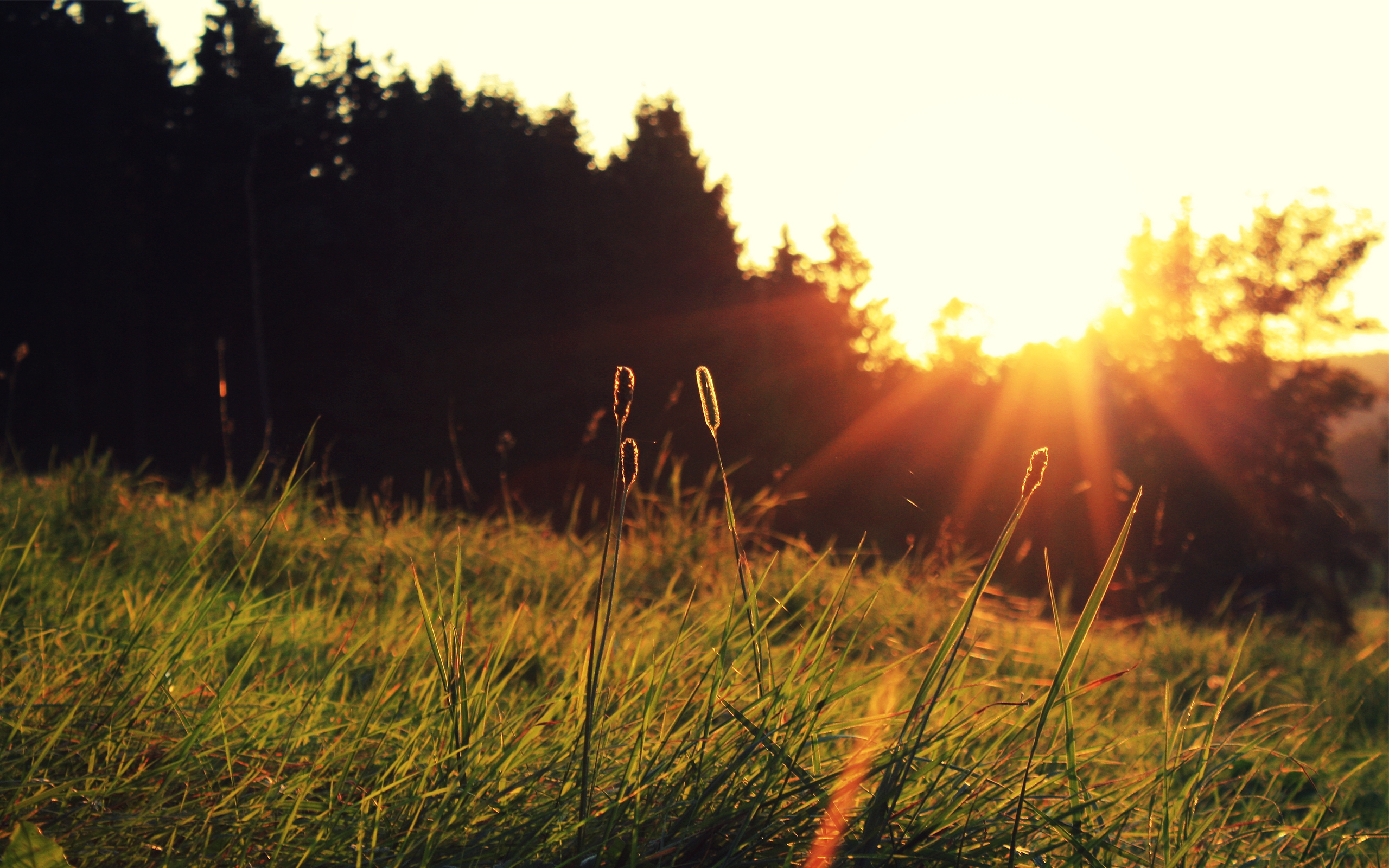 Field Summer Sunset Wallpapers