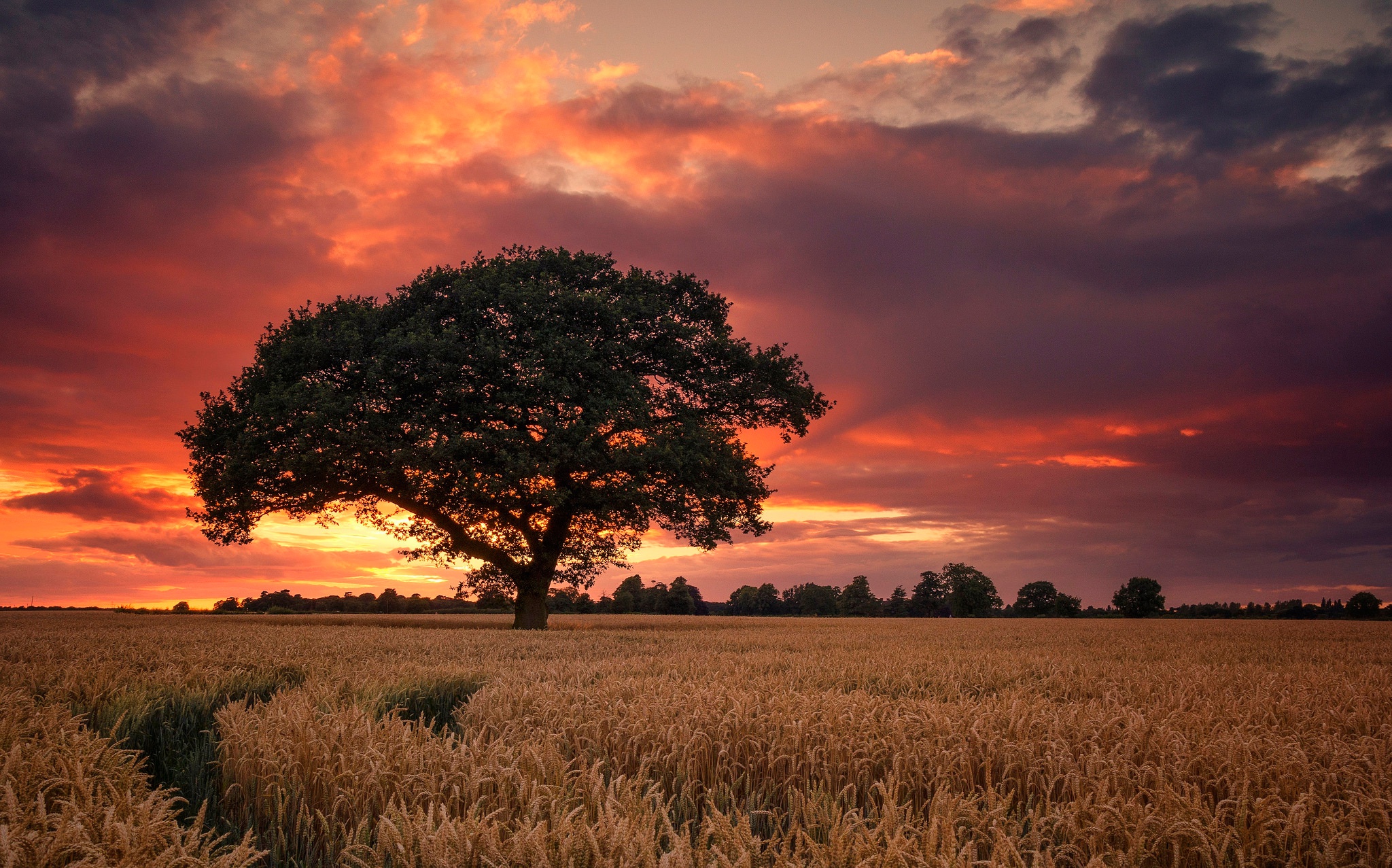 Field Summer Sunset Wallpapers