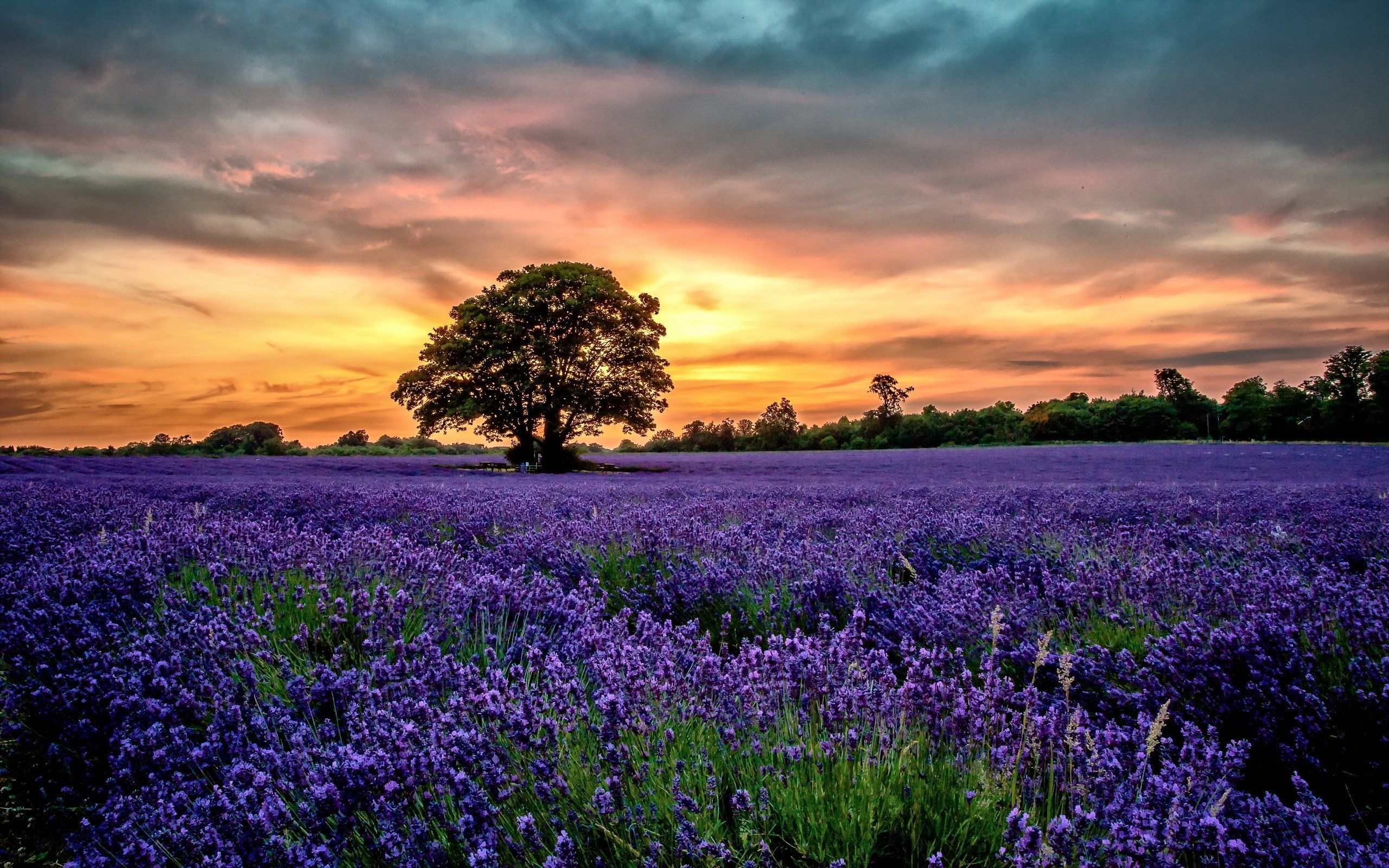 Field Summer Sunset Wallpapers