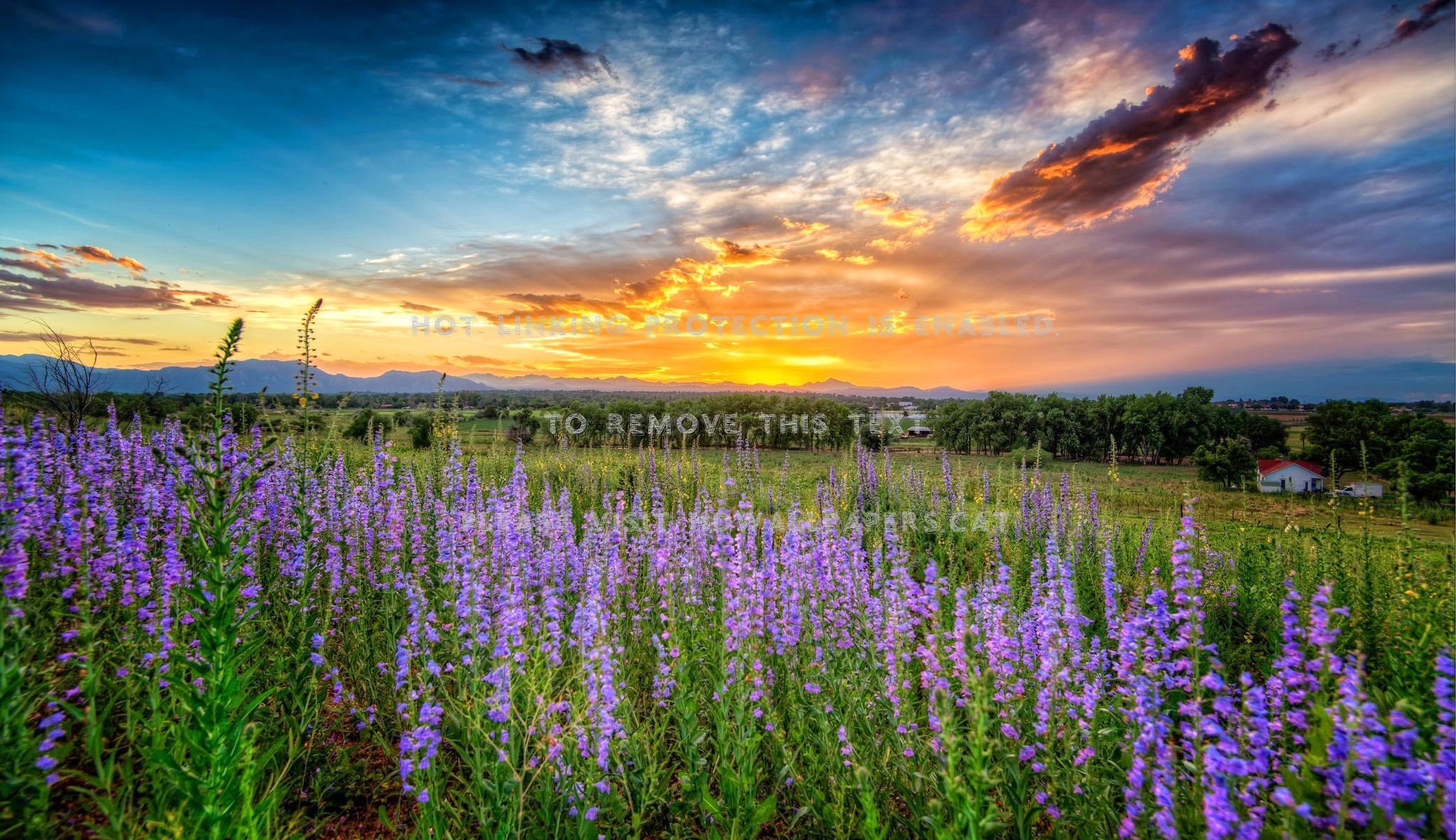 Field Summer Sunset Wallpapers