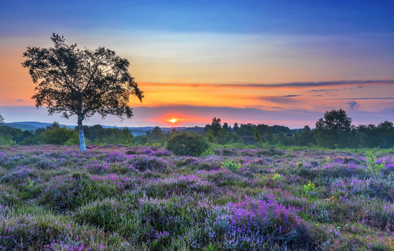 Field Summer Sunset Wallpapers