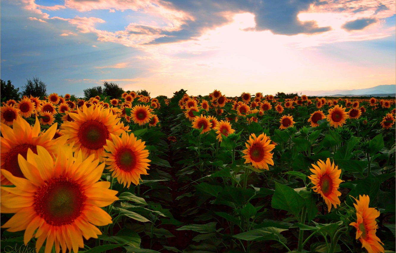 Field Summer Sunset Wallpapers