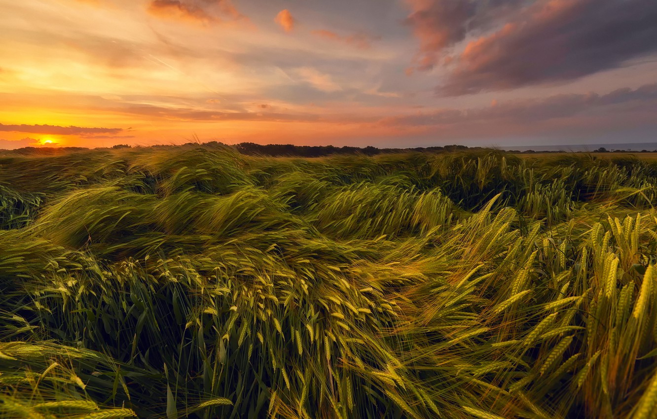 Field Summer Sunset Wallpapers