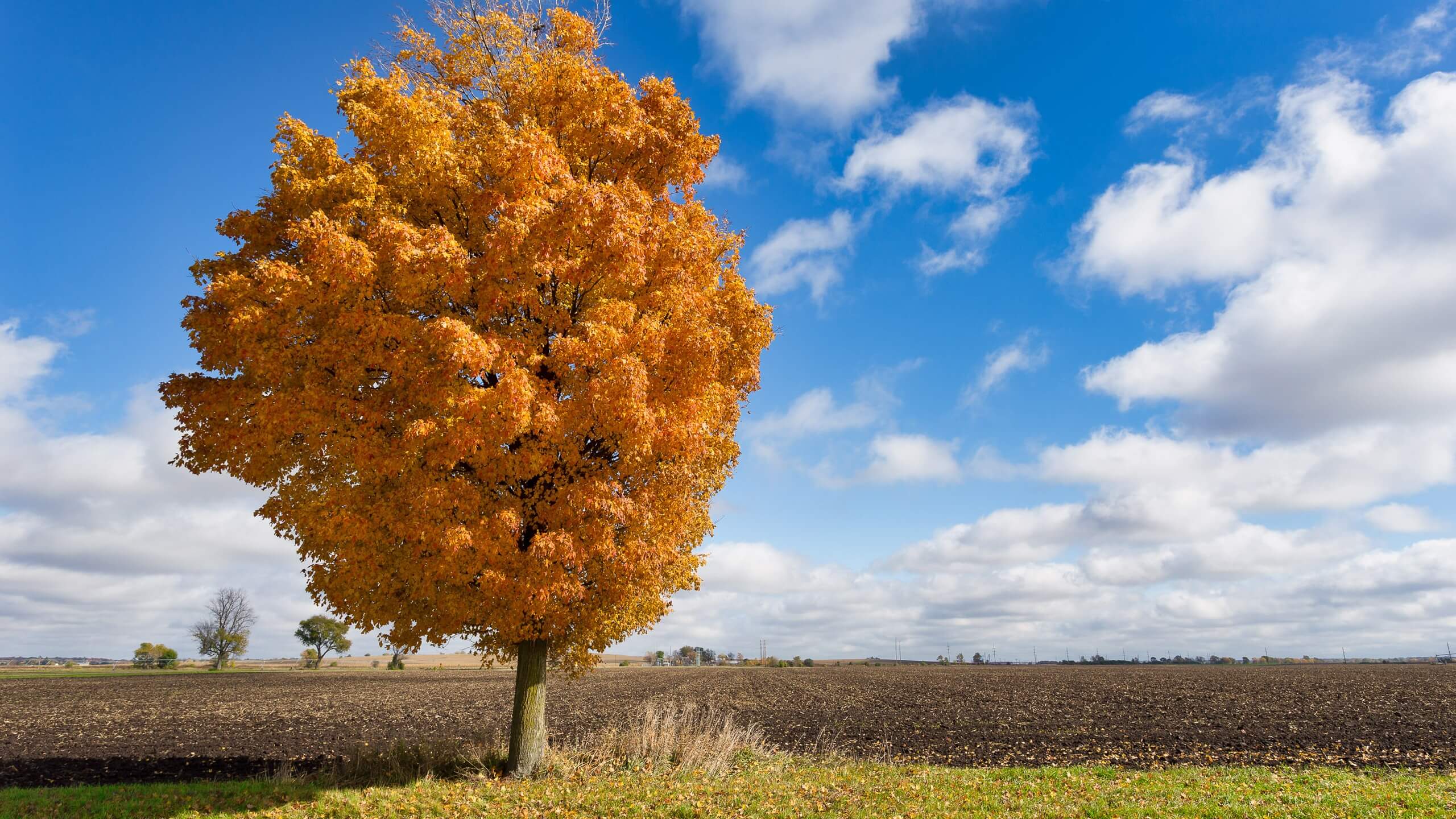 Field With Lone Tree In Autumn Wallpapers