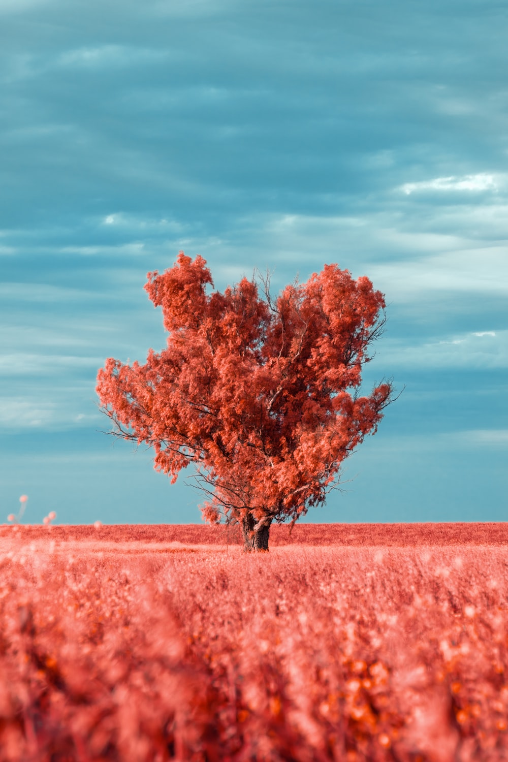 Field With Lone Tree In Autumn Wallpapers