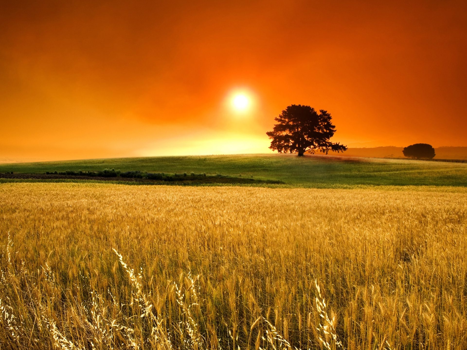 Field With Lone Tree In Autumn Wallpapers