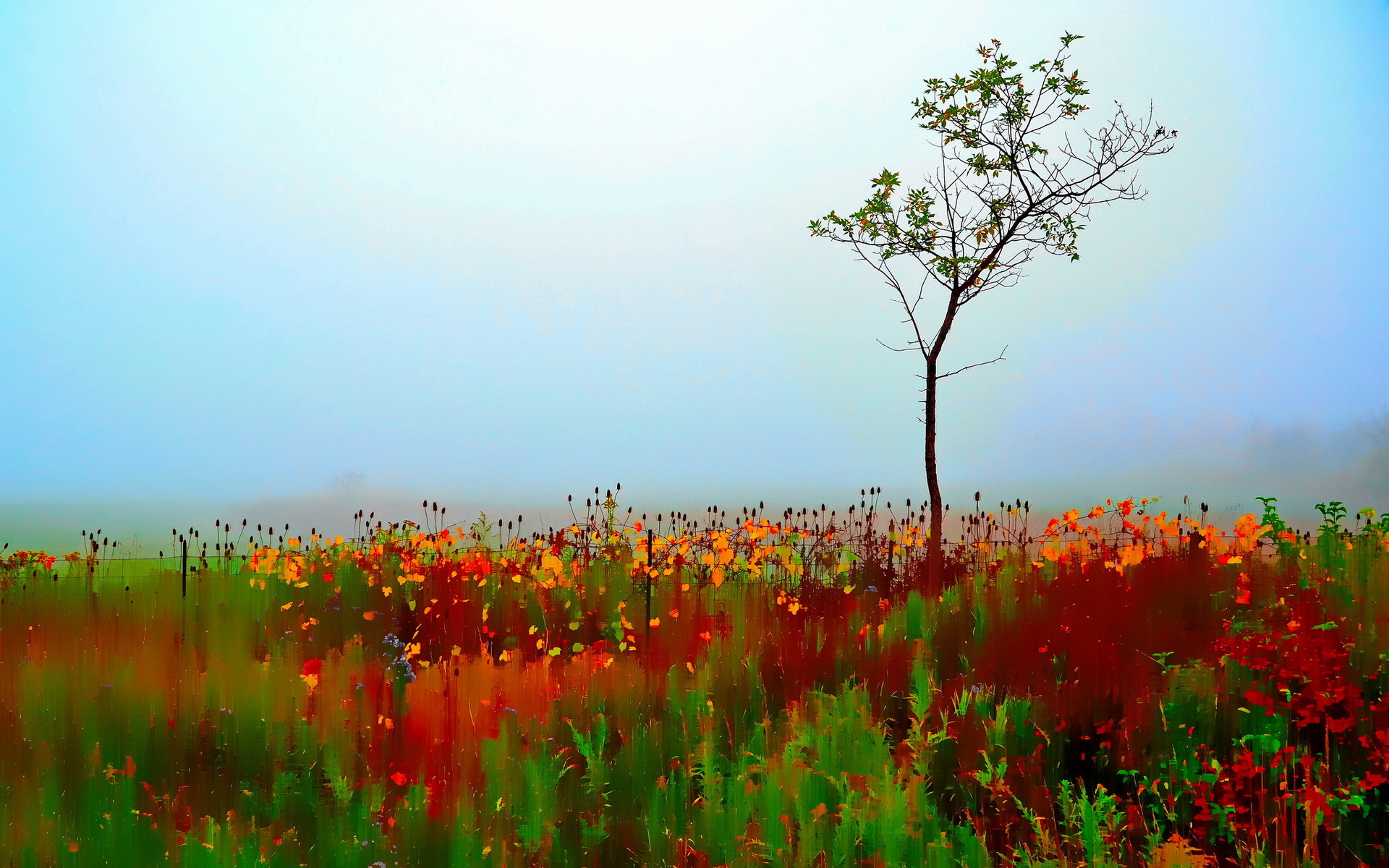 Field With Lone Tree In Autumn Wallpapers