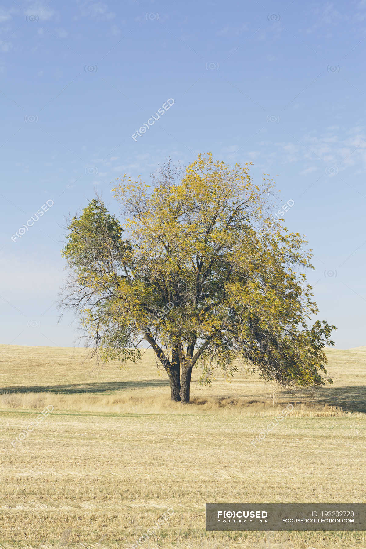 Field With Lone Tree In Autumn Wallpapers