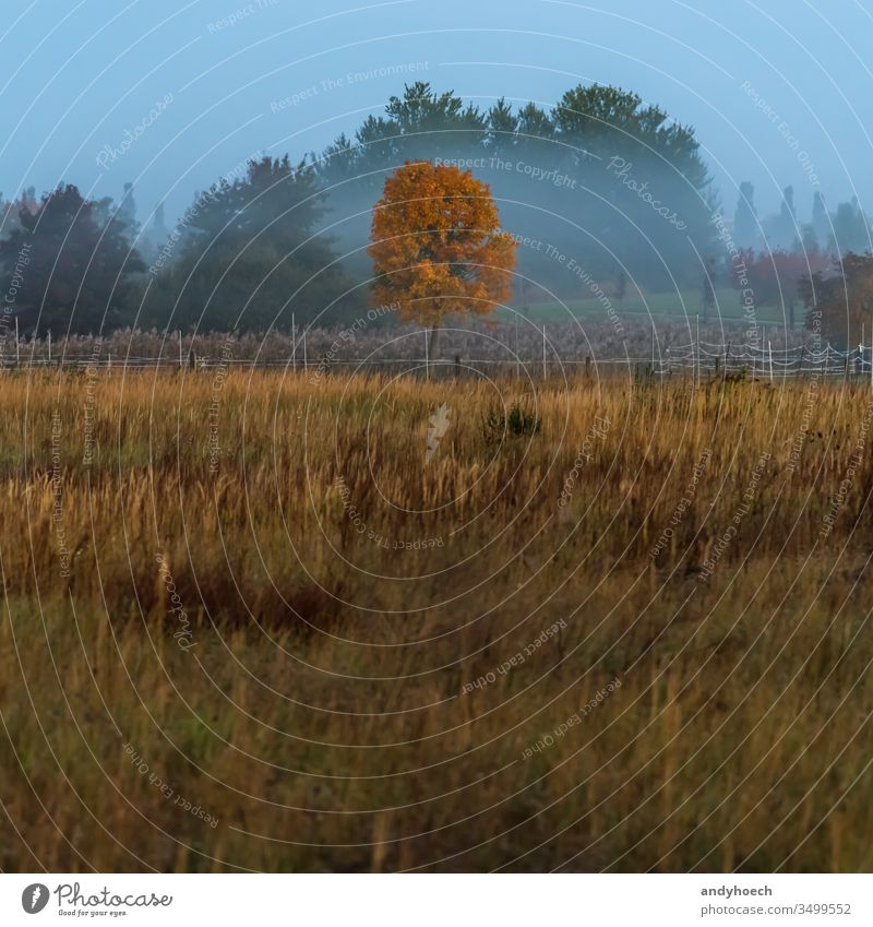 Field With Lone Tree In Autumn Wallpapers