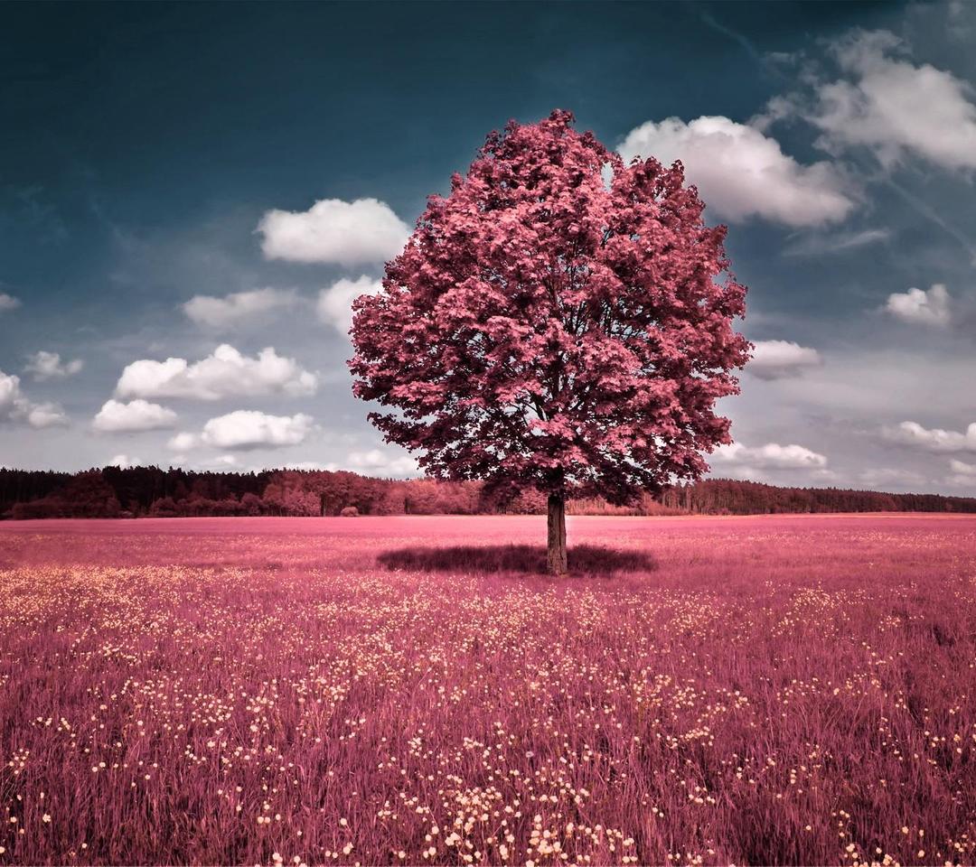 Field With Lone Tree In Autumn Wallpapers