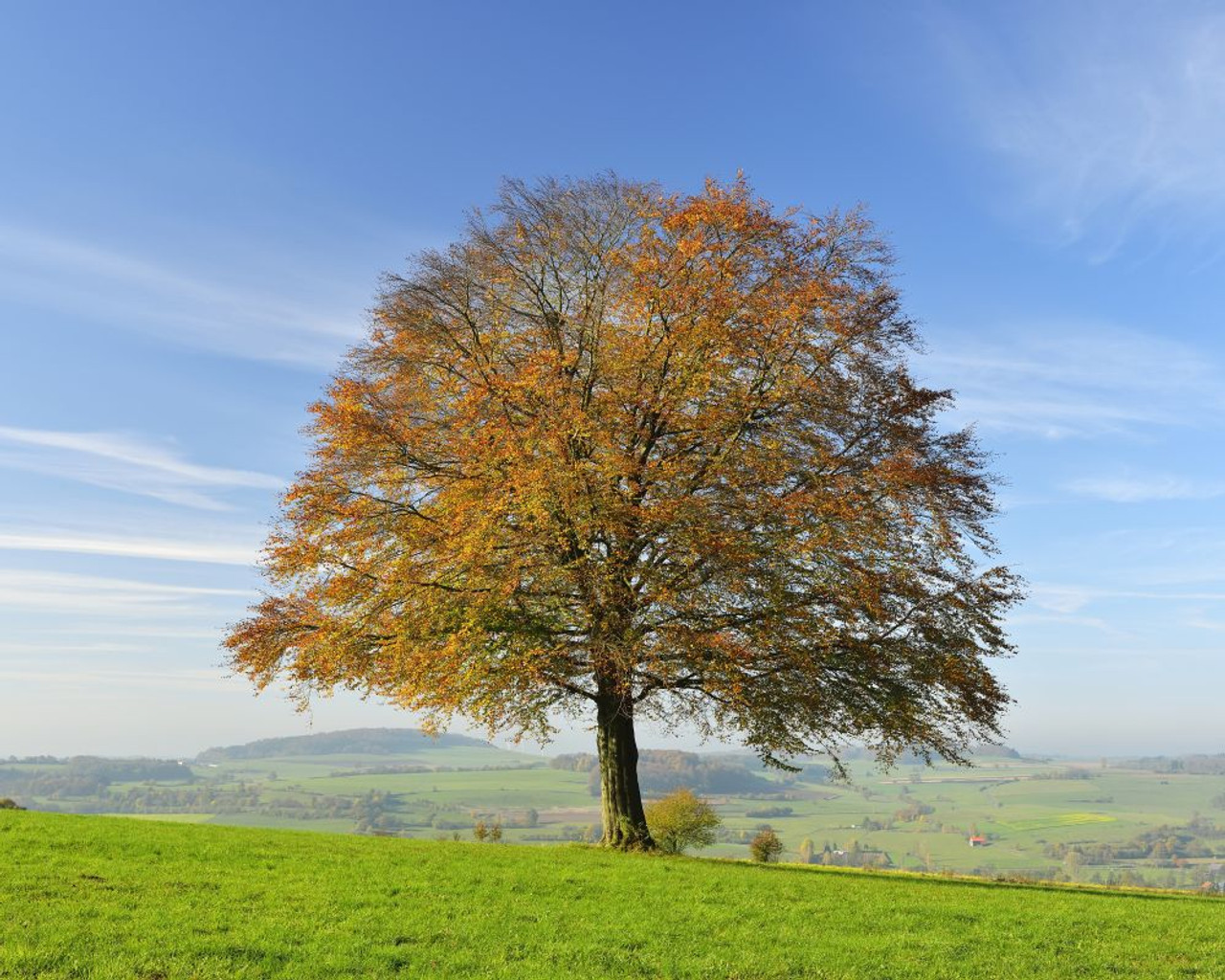 Field With Lone Tree In Autumn Wallpapers