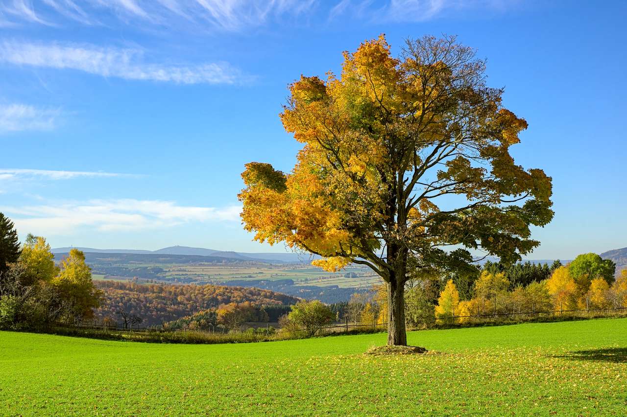 Field With Lone Tree In Autumn Wallpapers