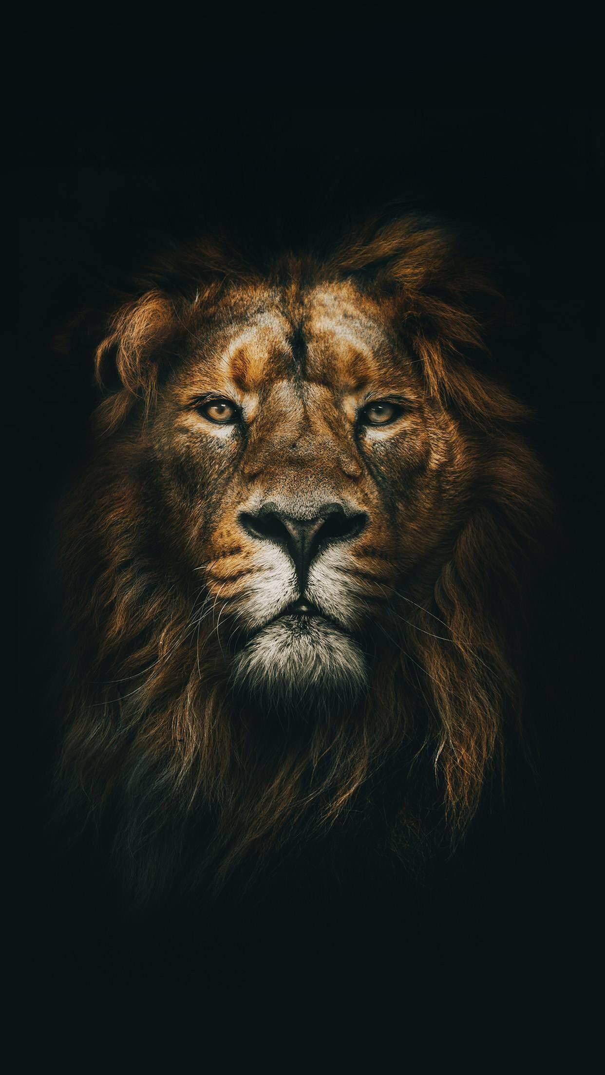 Fierce Lion Wallpapers