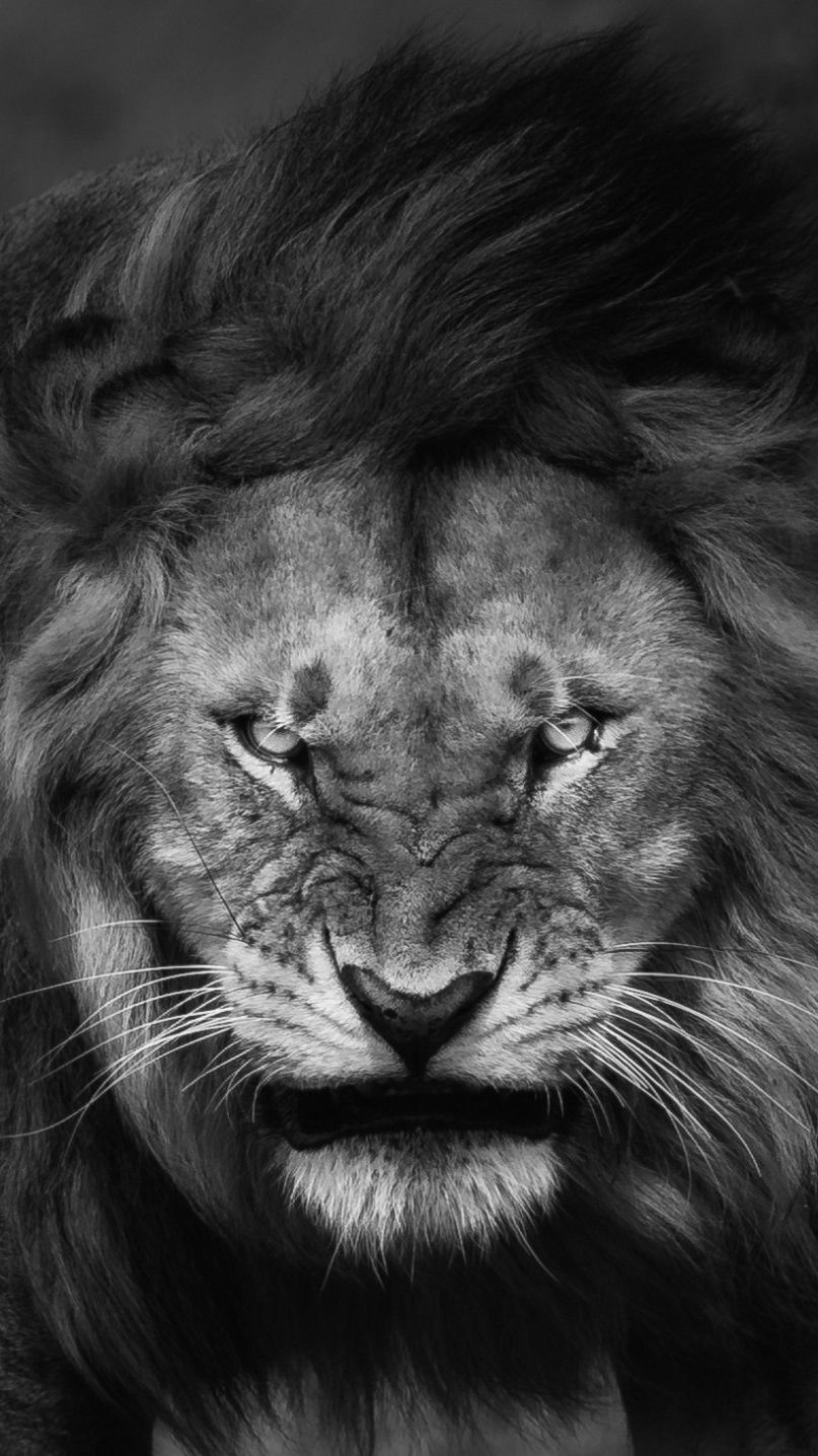 Fierce Lion Wallpapers