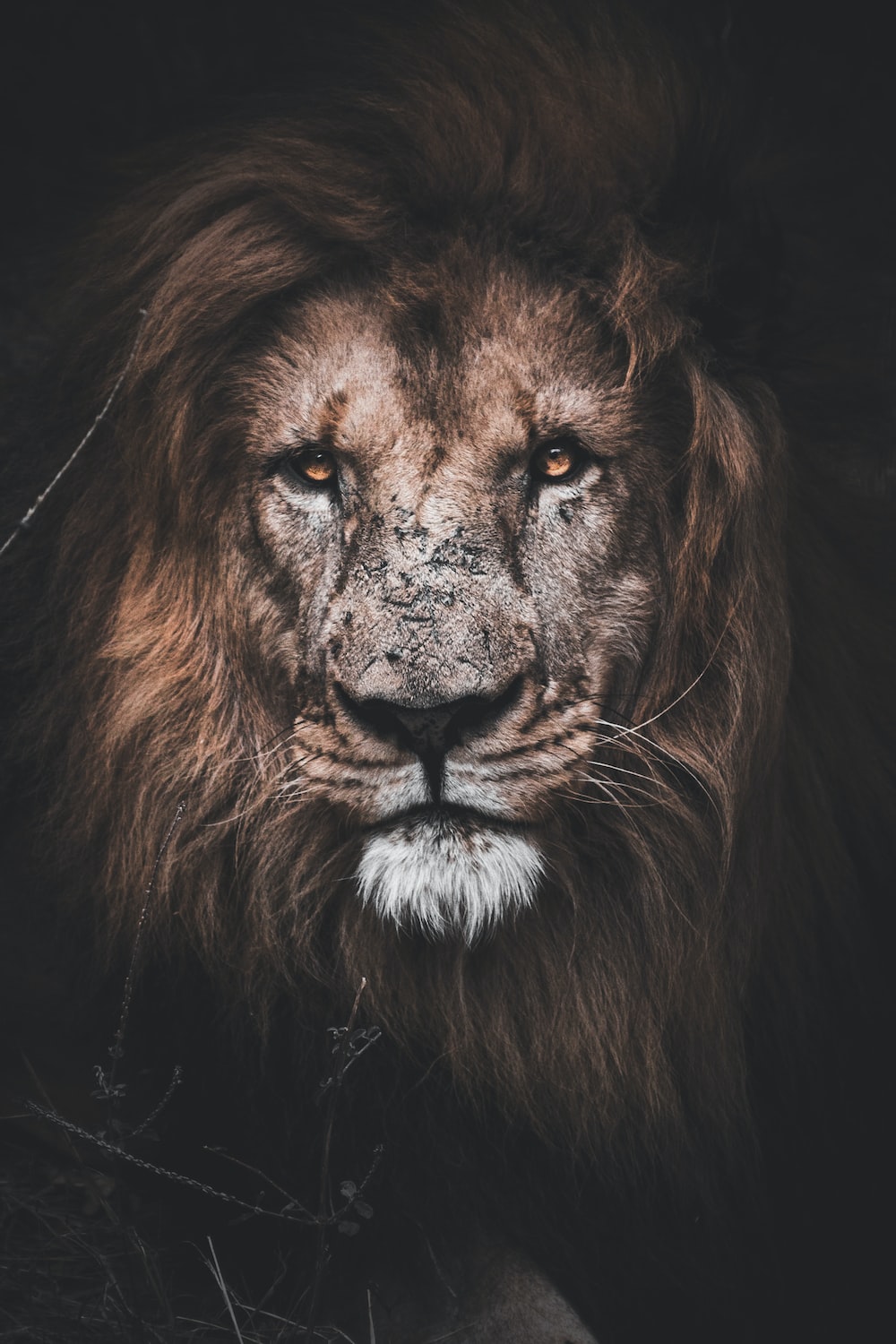 Fierce Lion Wallpapers