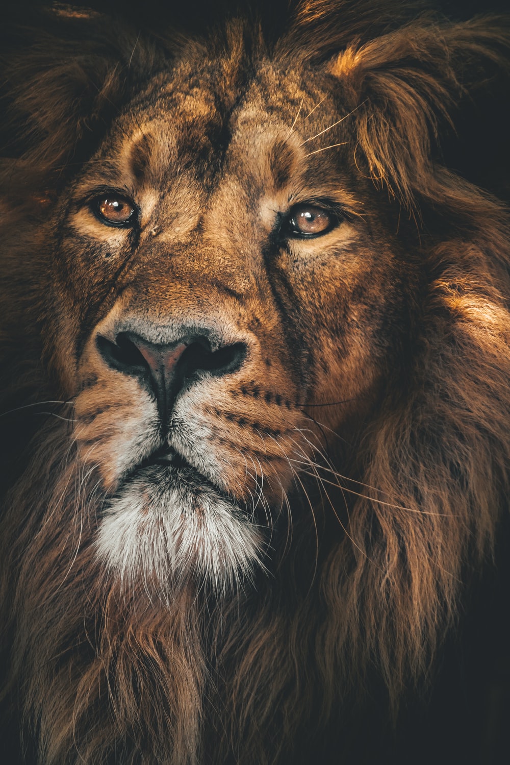 Fierce Lion Wallpapers