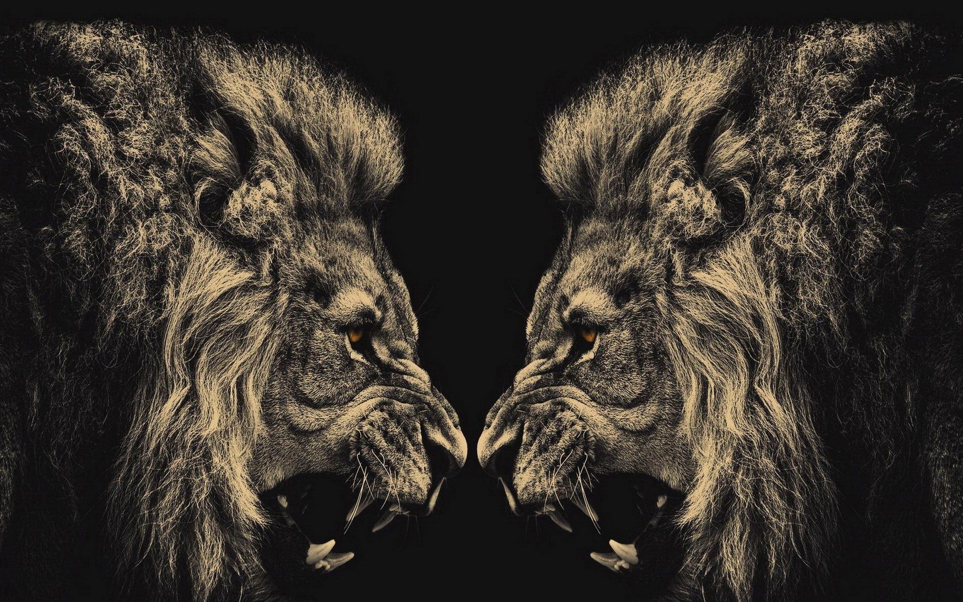 Fierce Lion Wallpapers