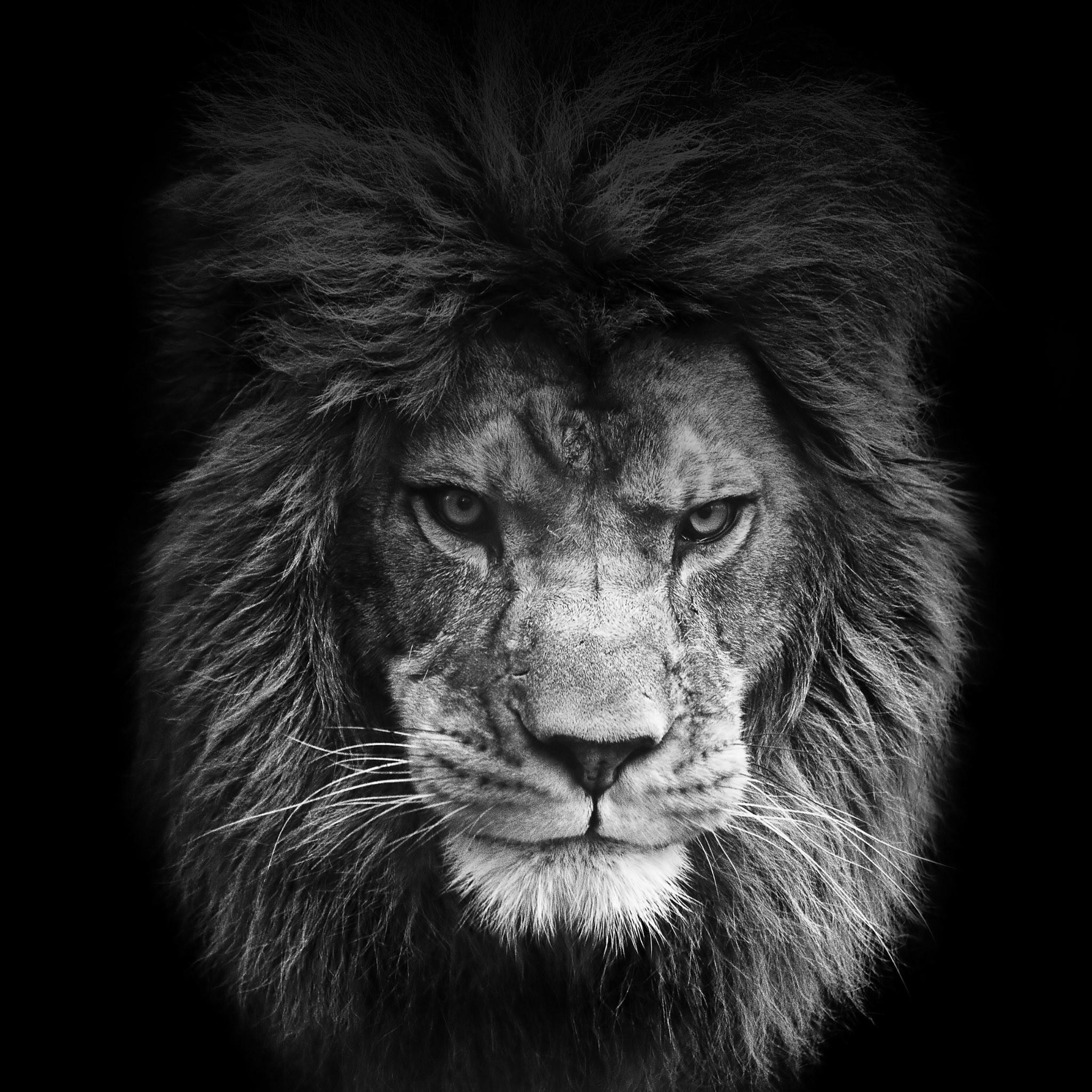 Fierce Lion Wallpapers