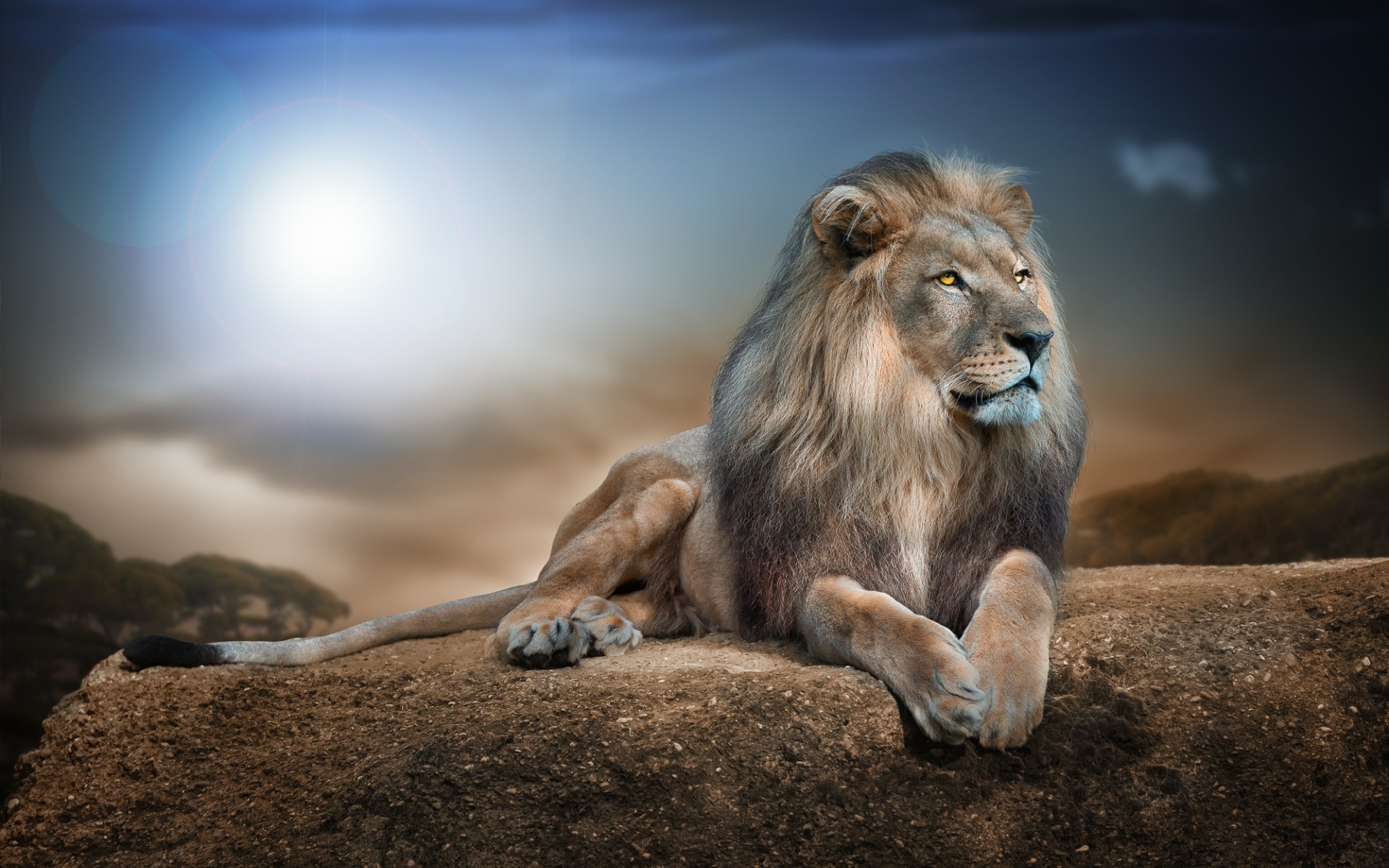 Fierce Lion Wallpapers