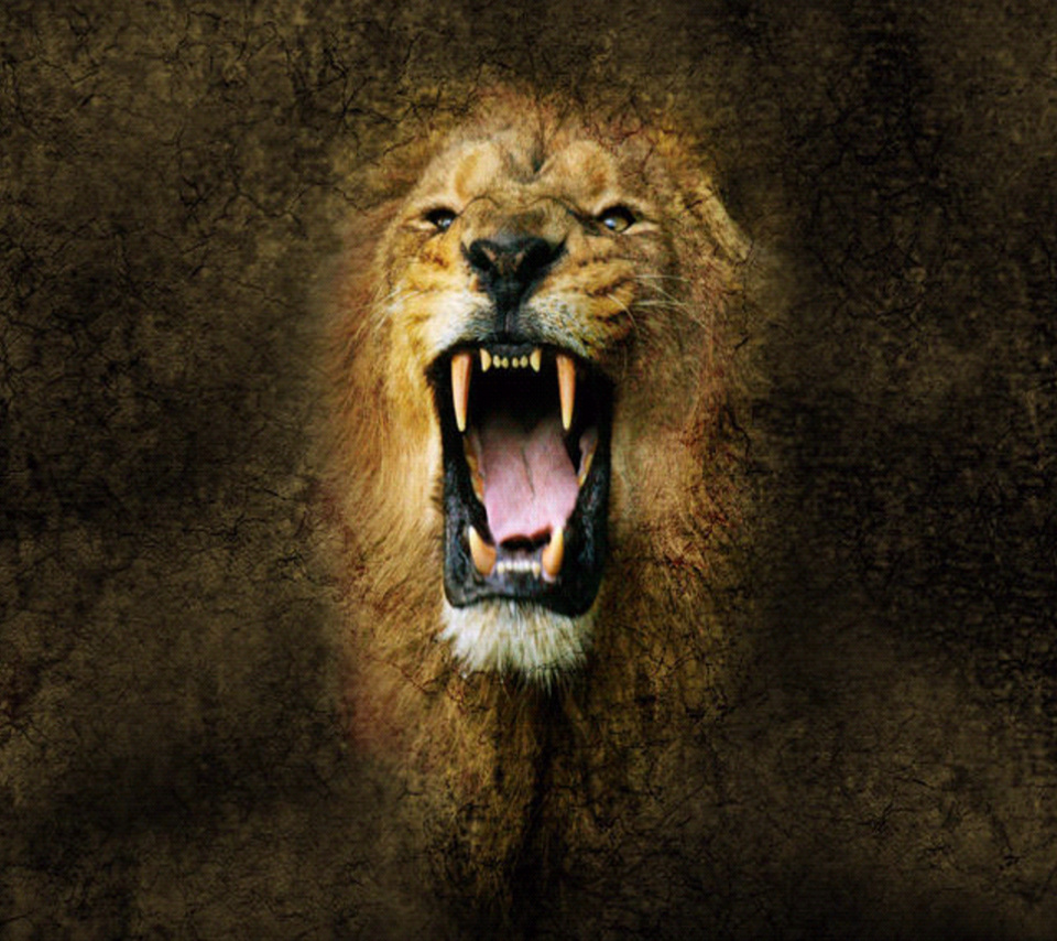 Fierce Lion Wallpapers