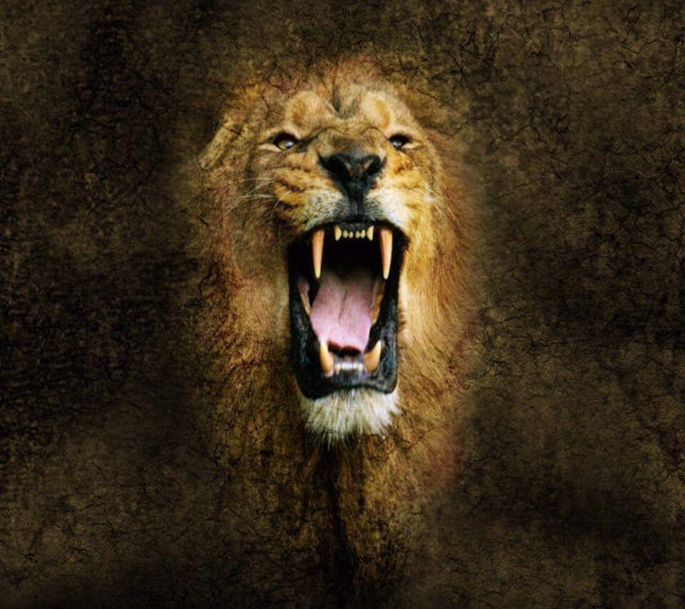 Fierce Lion Wallpapers