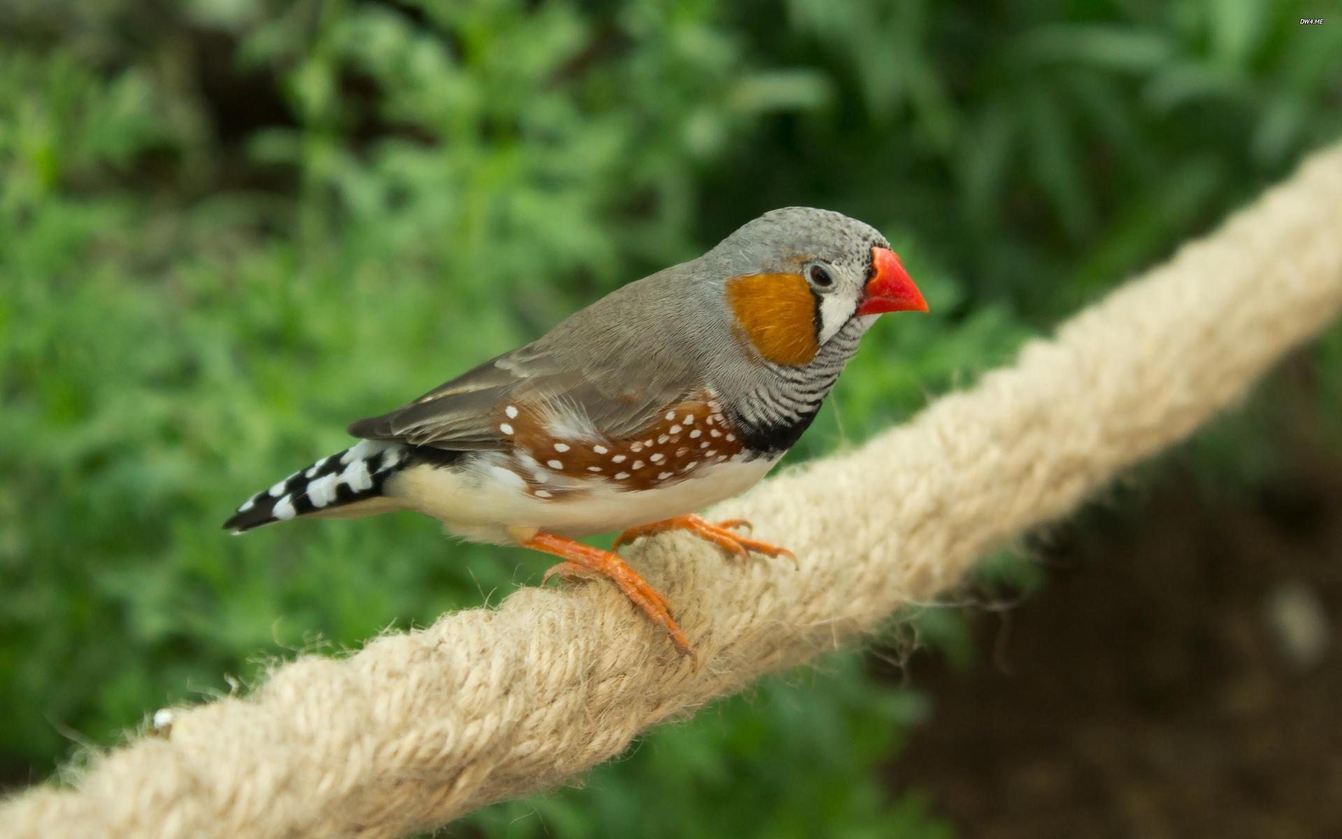 Finches Wallpapers