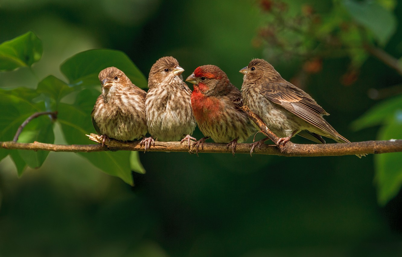 Finches Wallpapers