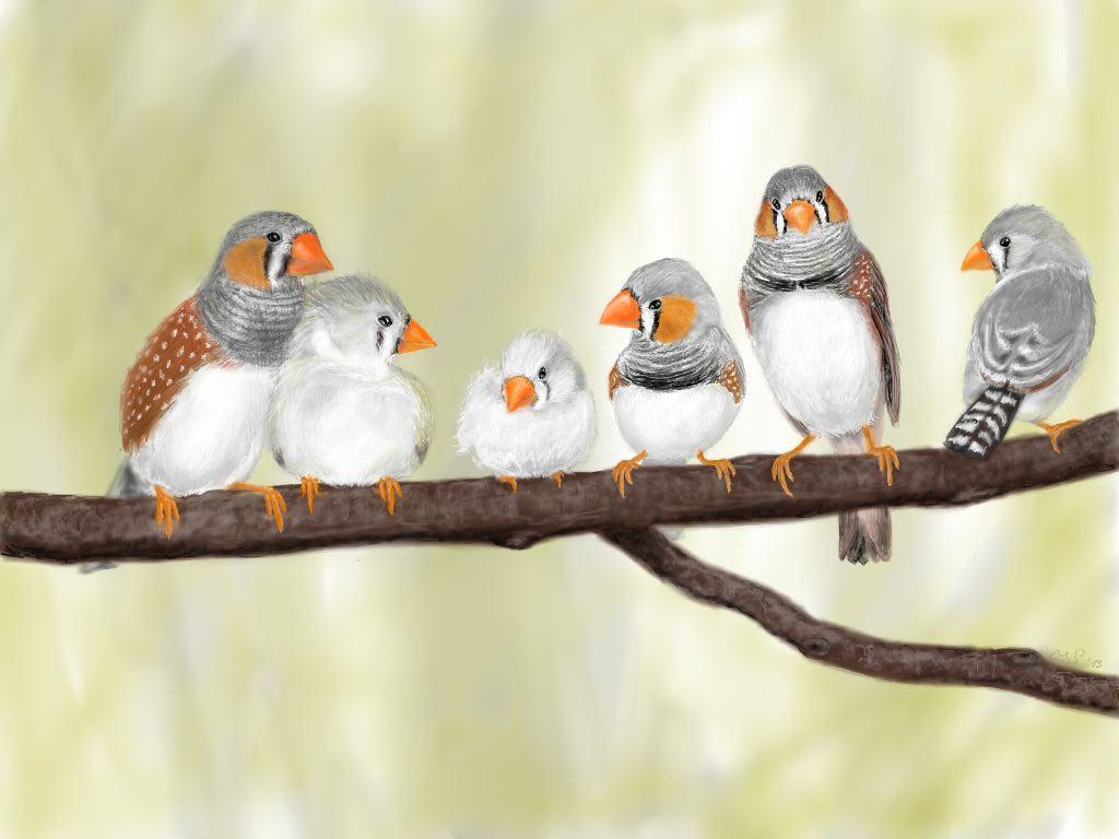 Finches Wallpapers