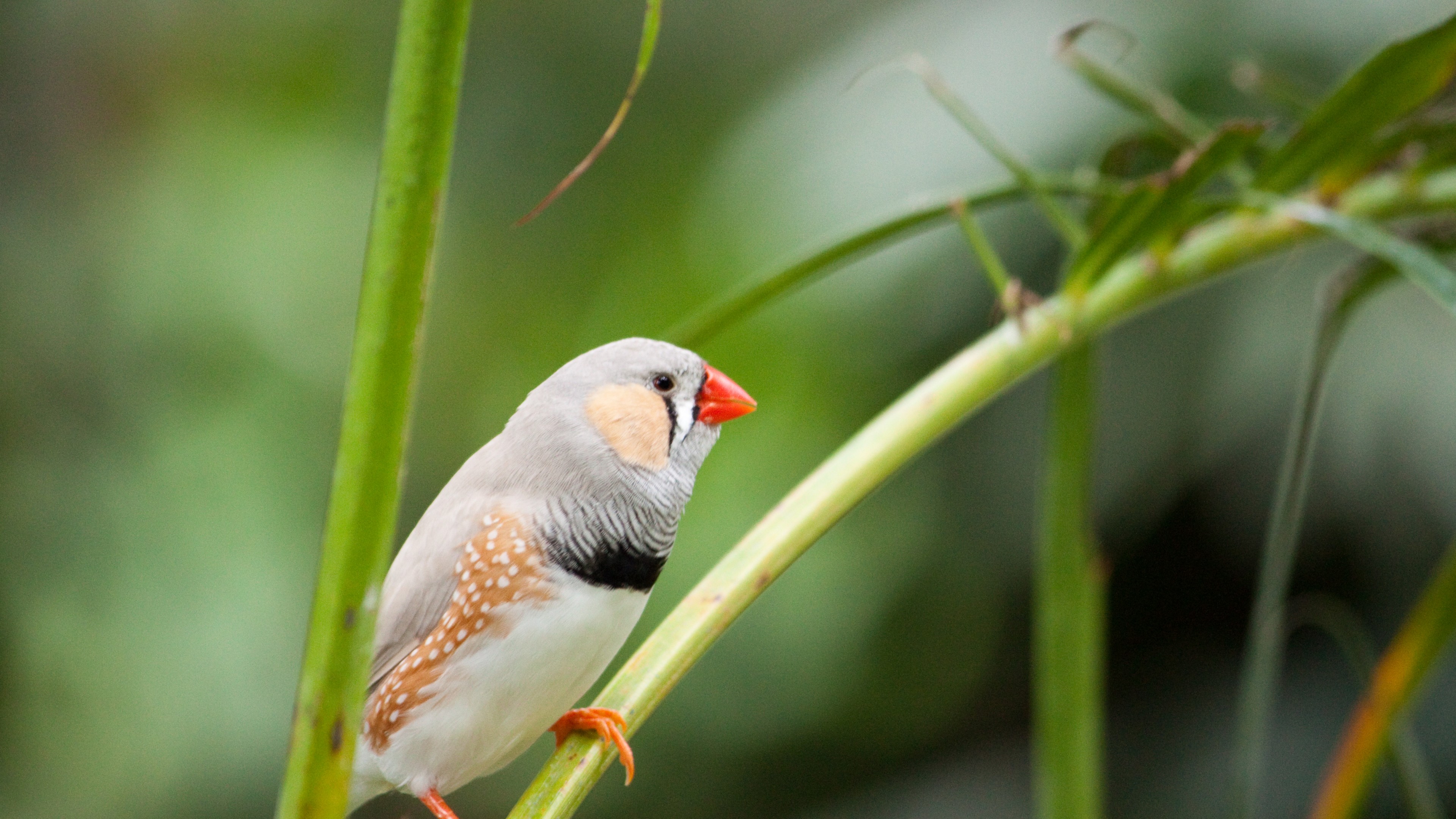 Finches Wallpapers