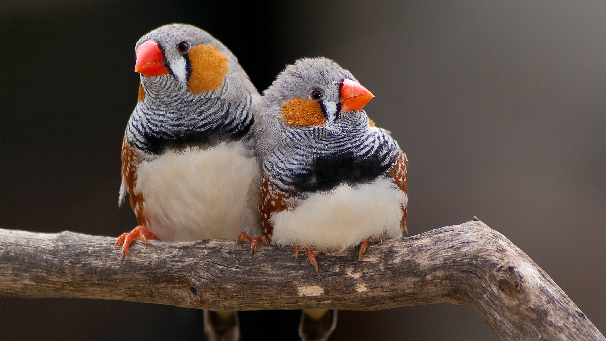 Finches Wallpapers