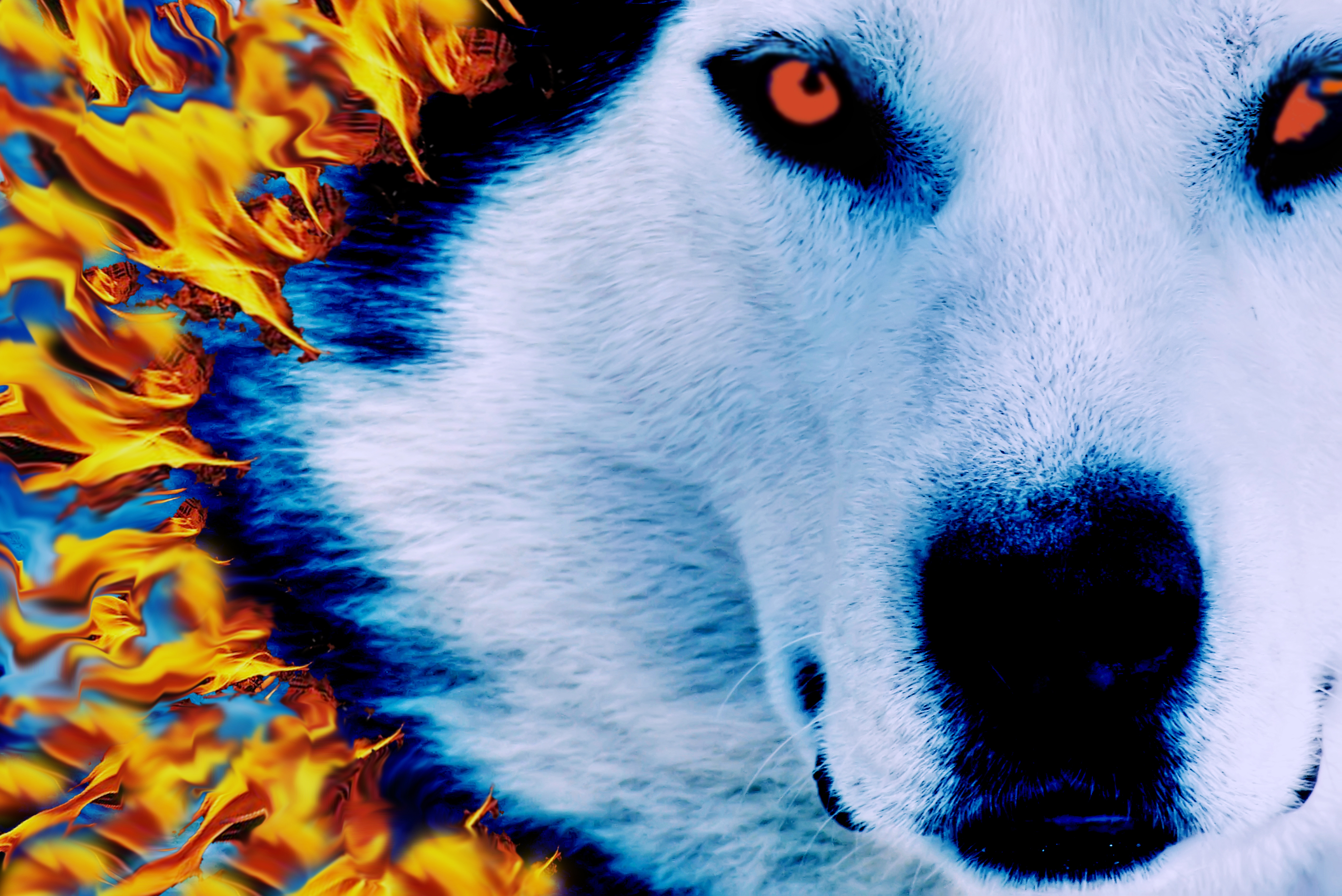 Fire And Ice Wolf Wallpapers