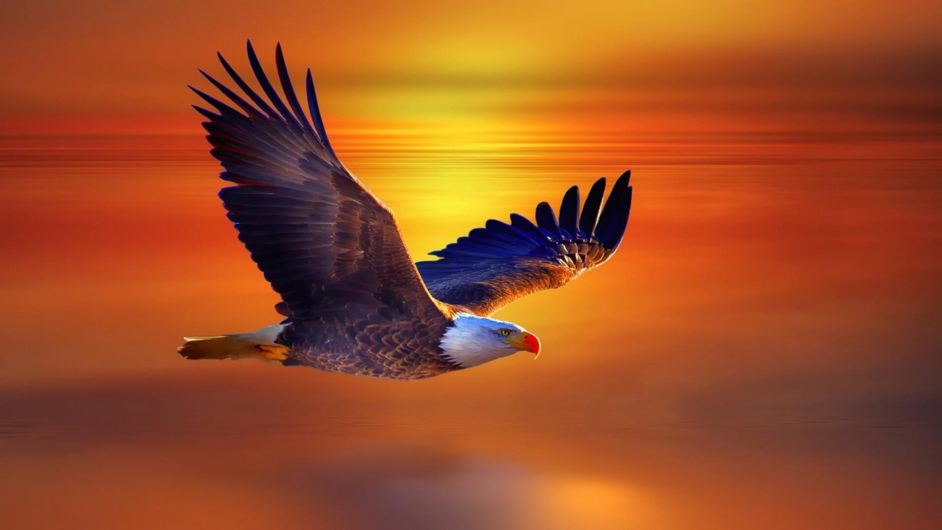 Fire Eagle Images Hd Wallpapers