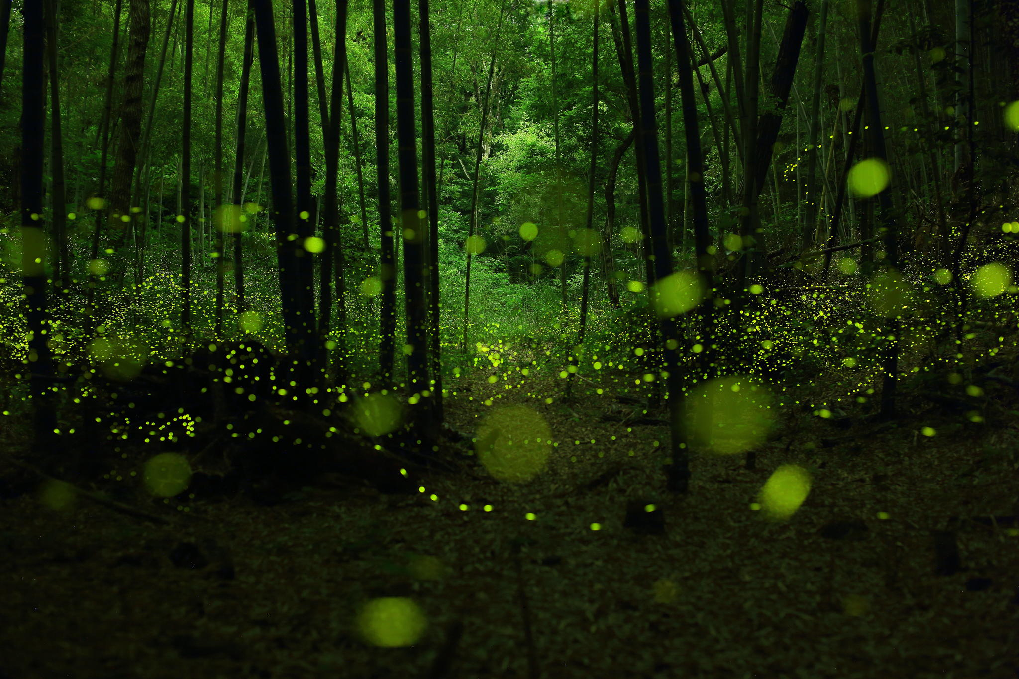 Fireflies Wallpapers