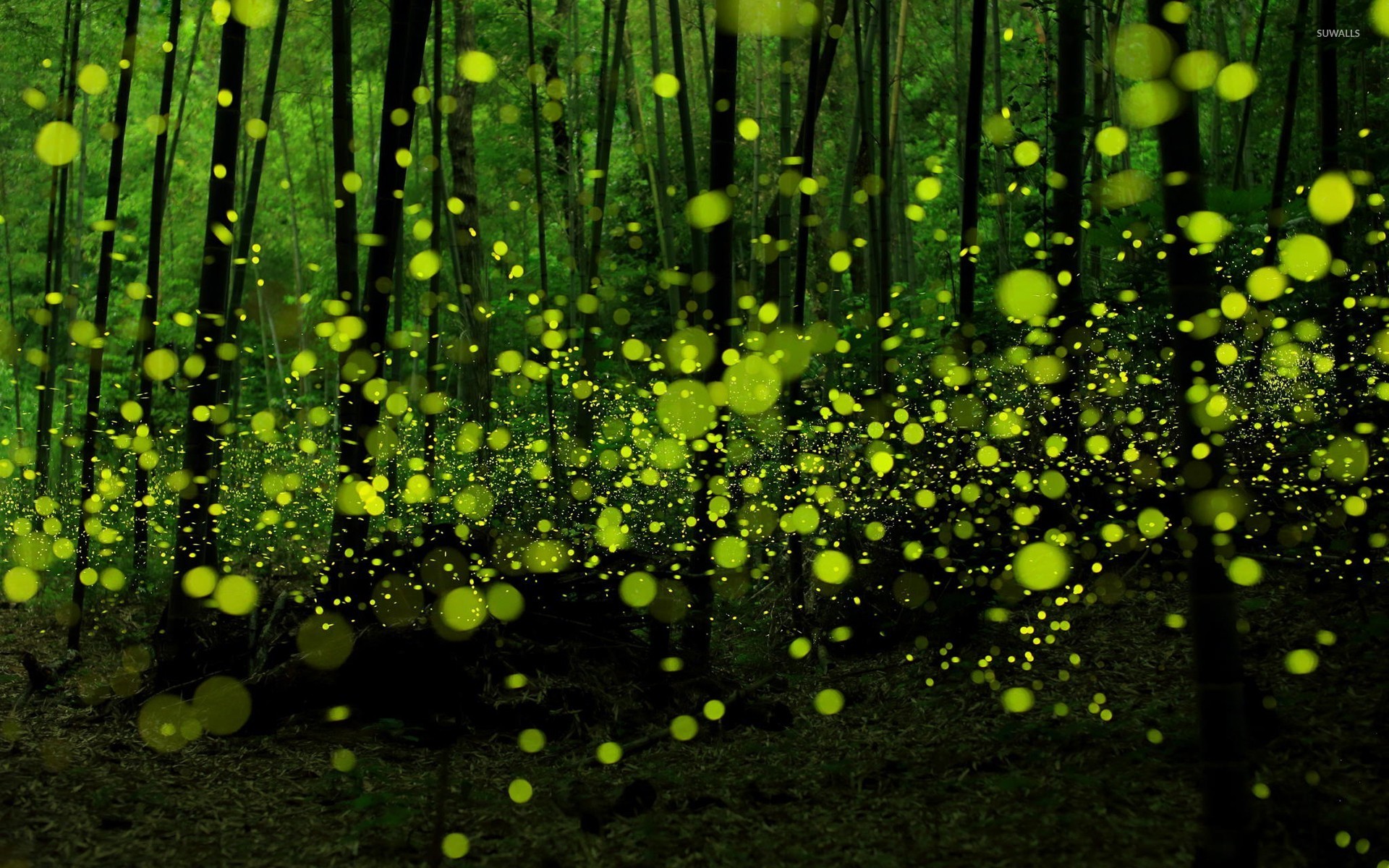 Fireflies Wallpapers