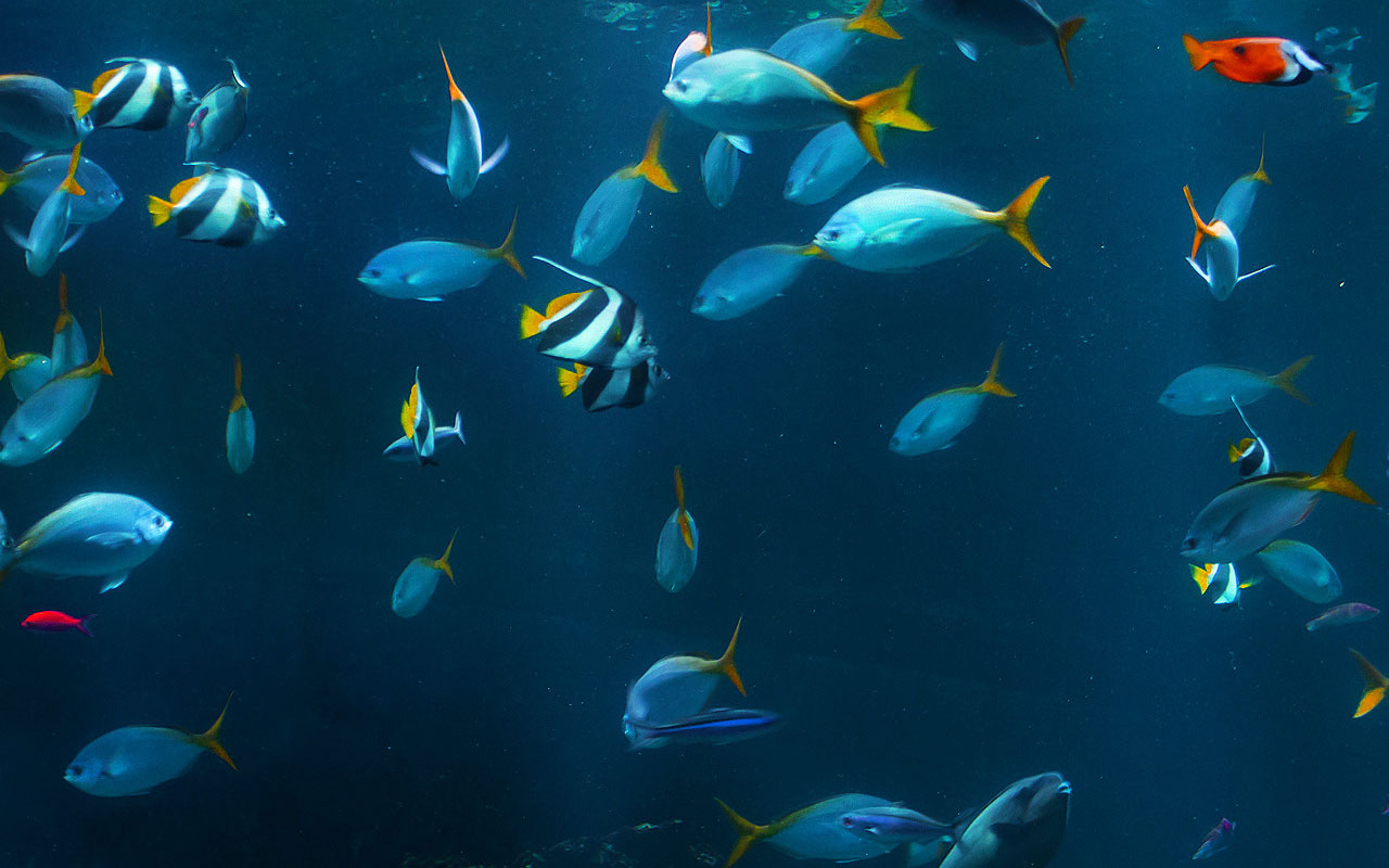 Fish Background