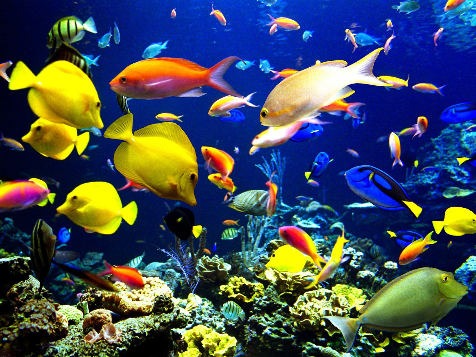 Fish Background