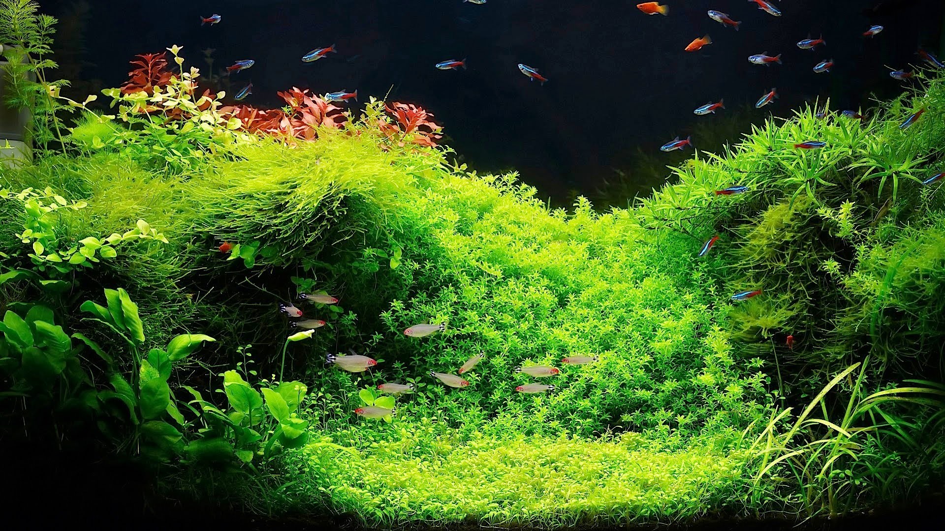 Fish Tank Wallpapers