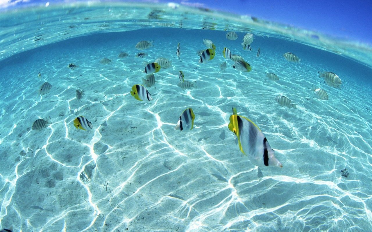 Fish Underwater Wallpapers
