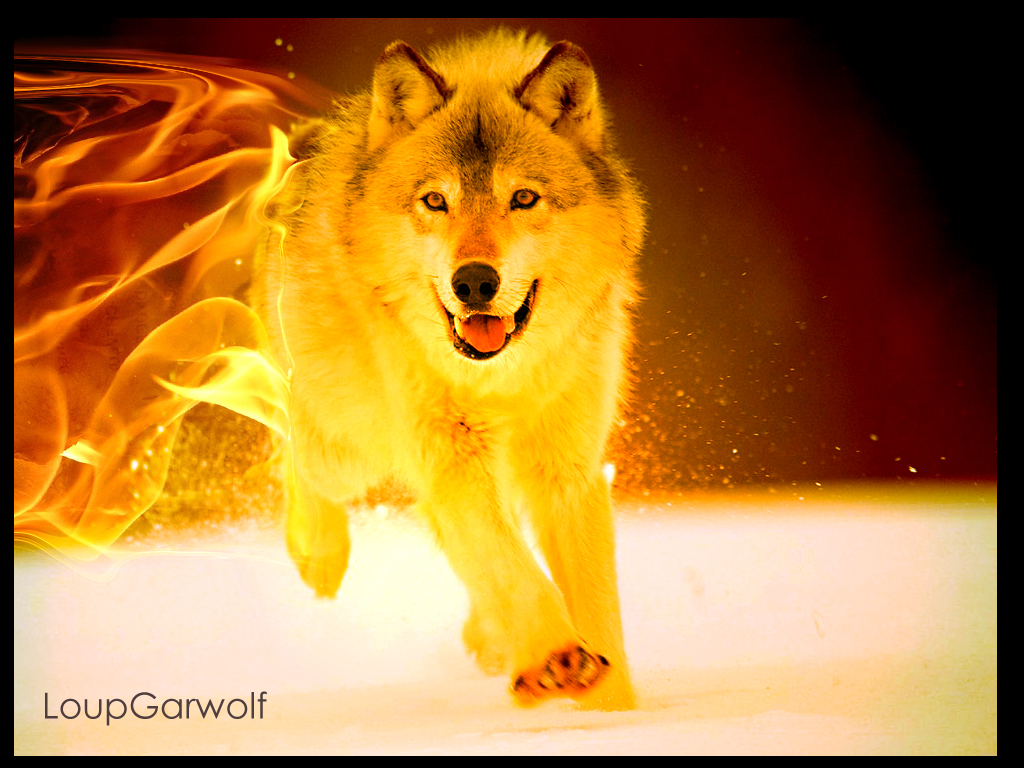 Flaming Wolf Wallpapers