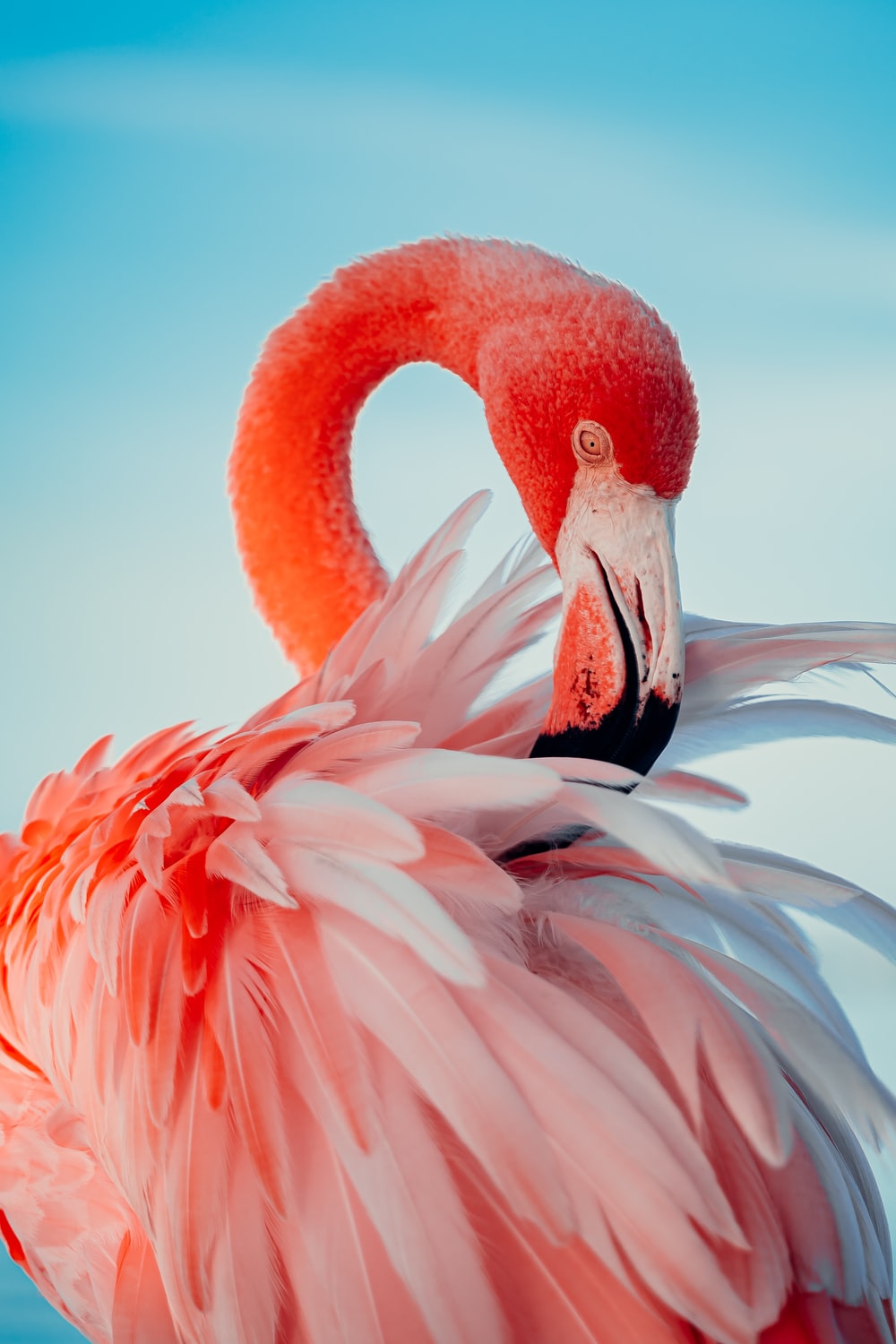 Flamingo Phone Wallpapers