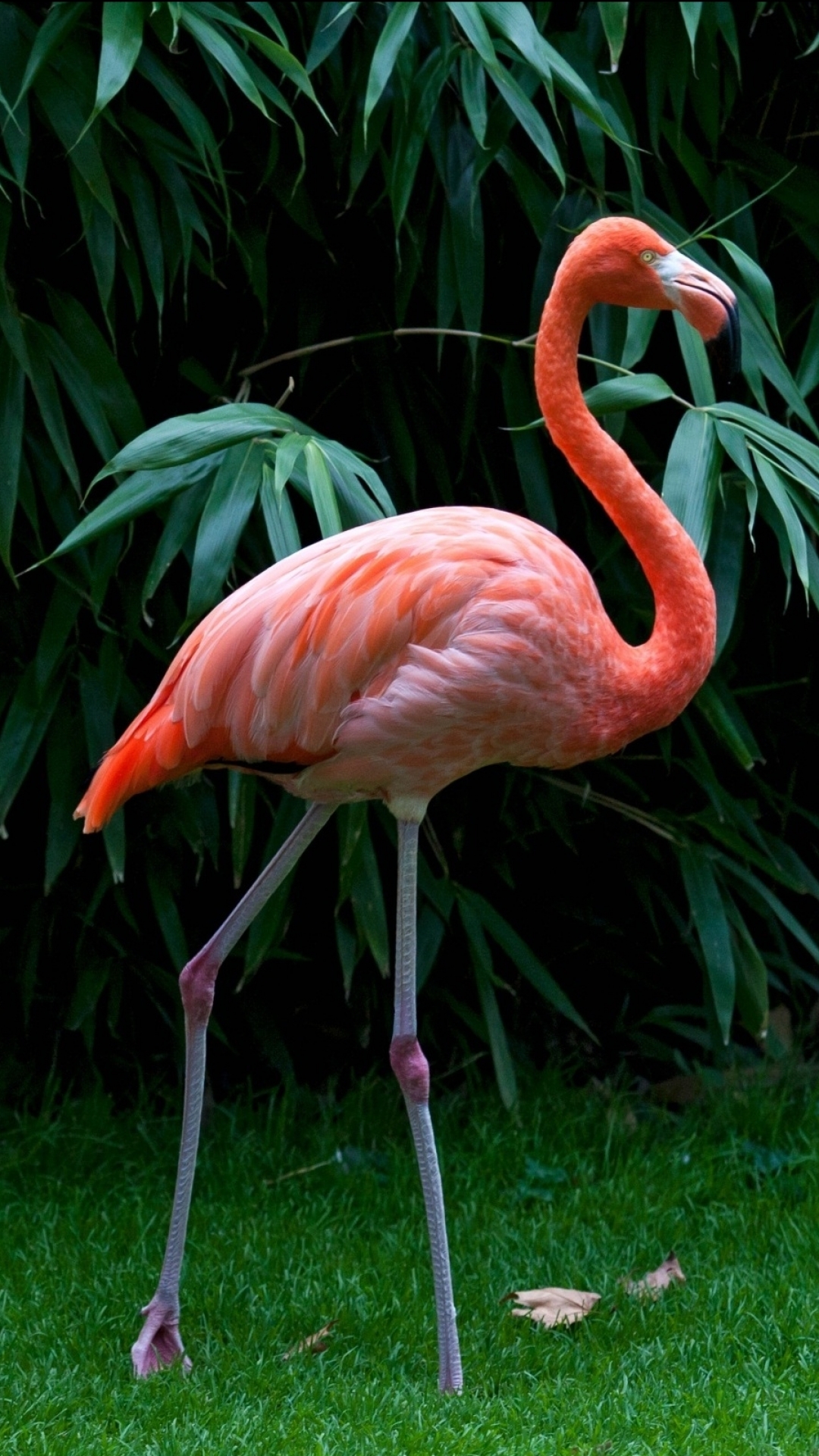 Flamingo Phone Wallpapers